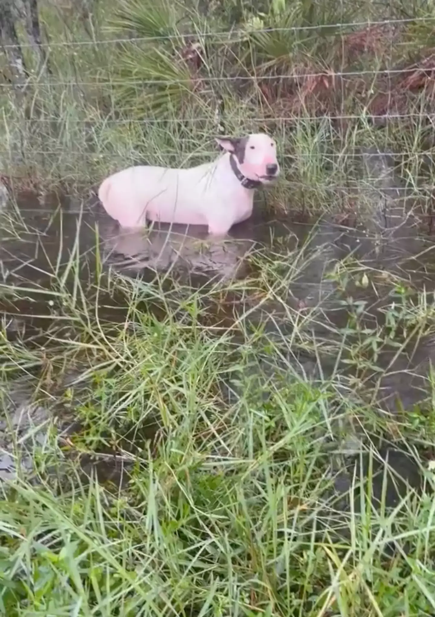 The dog was left stranded on the interstate (X/Florida Highway Patrol)