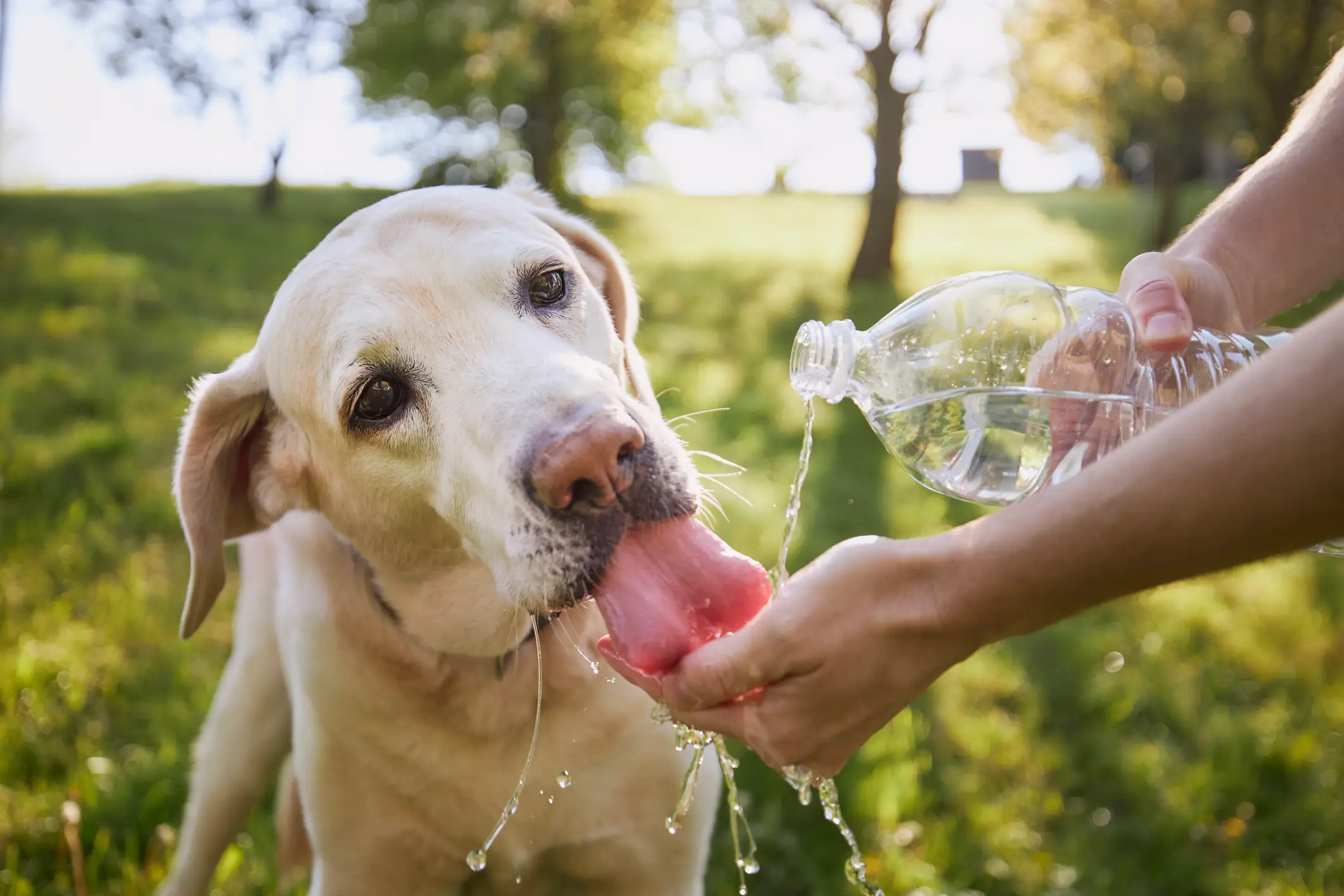 Hydration is key. (Getty Stock Image)