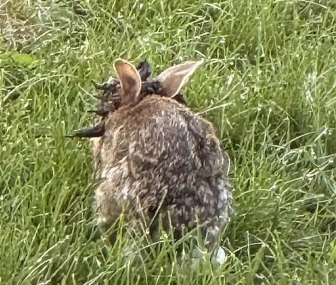 Social media users are questioning whether the virus can spread to humans (Iowa Department of Natural Resources)