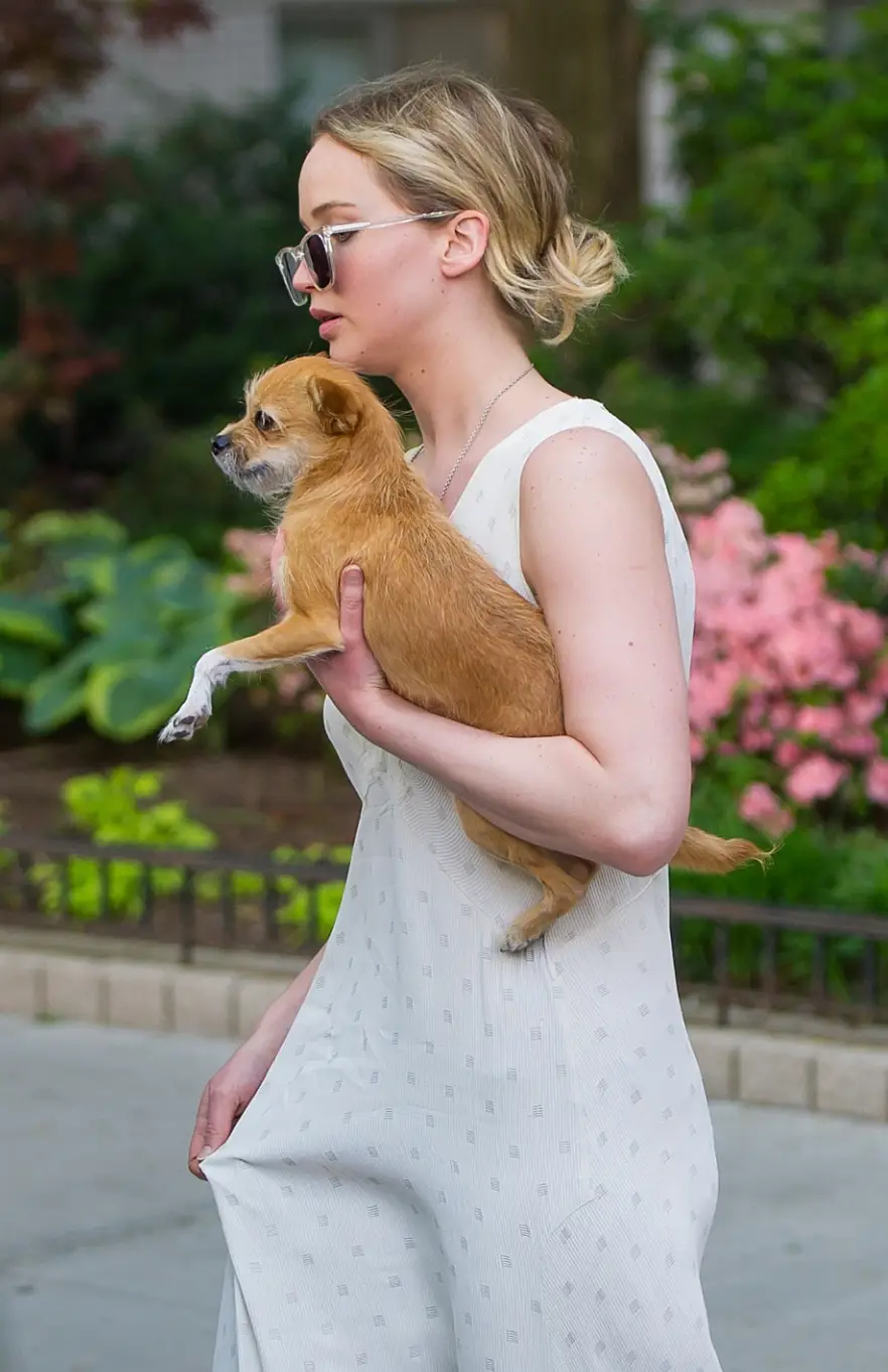 The award-winning actress adopted chihuahua Princess Pippi Longstocking back in 2017 (TheStewartofNY / Contributor / via Getty)