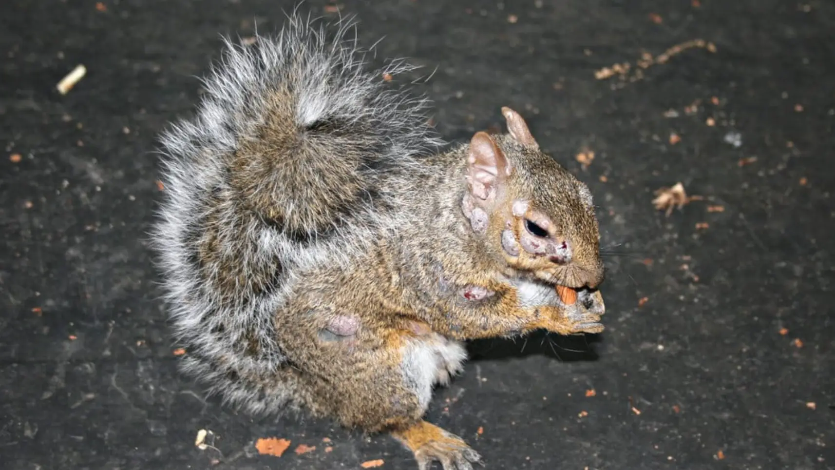 'Zombie squirrels' covered in 'pus-filled' warts spotted in gardens as officials issue warning