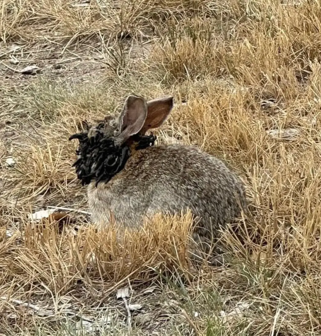 People have been left concerned by the appearance of the animals (x/fearbuck)