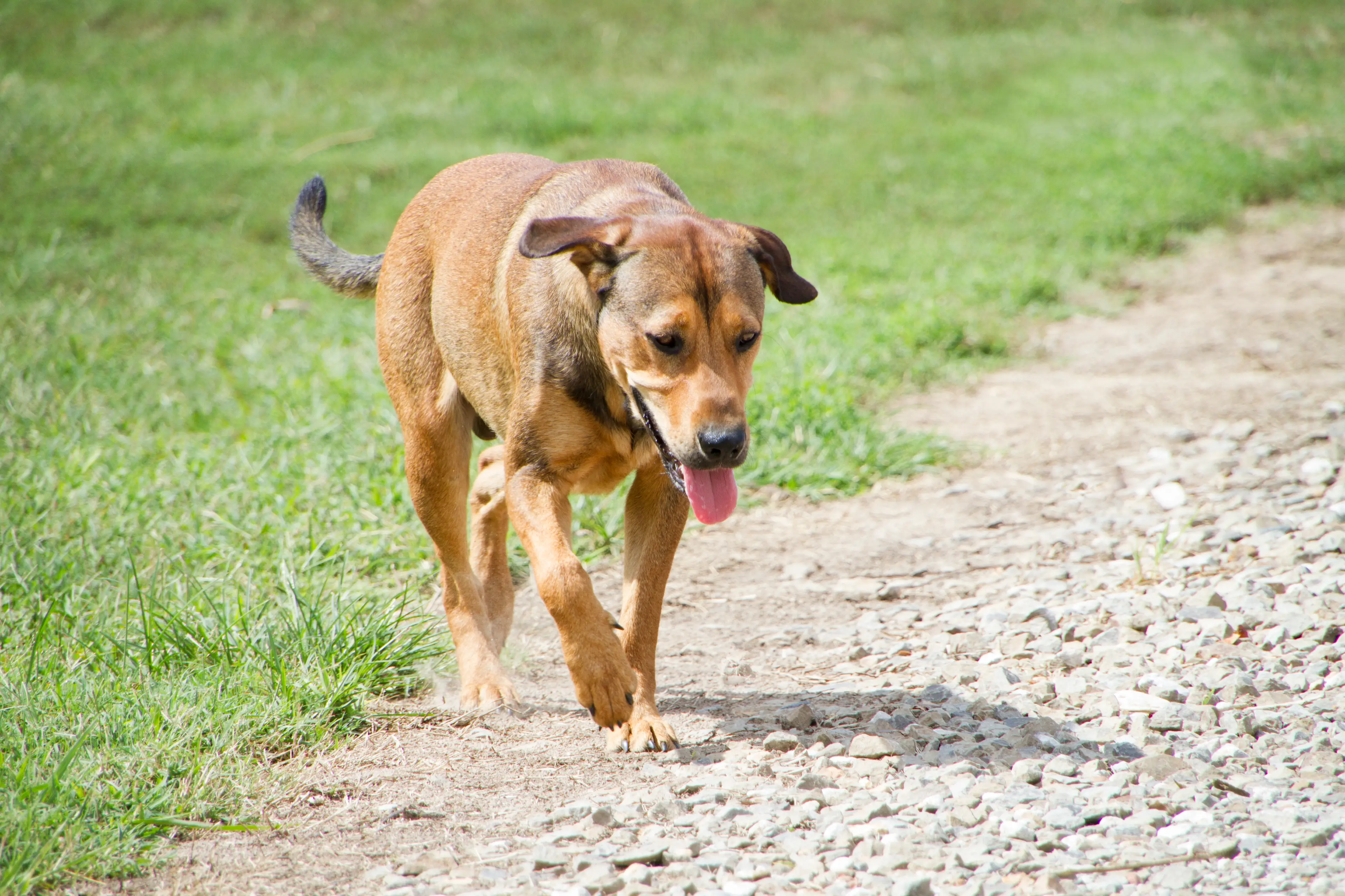 The story of the seven dogs who 'escaped capture' and 'made their way home' tugged on the heartstrings of the world (Getty Stock Image)