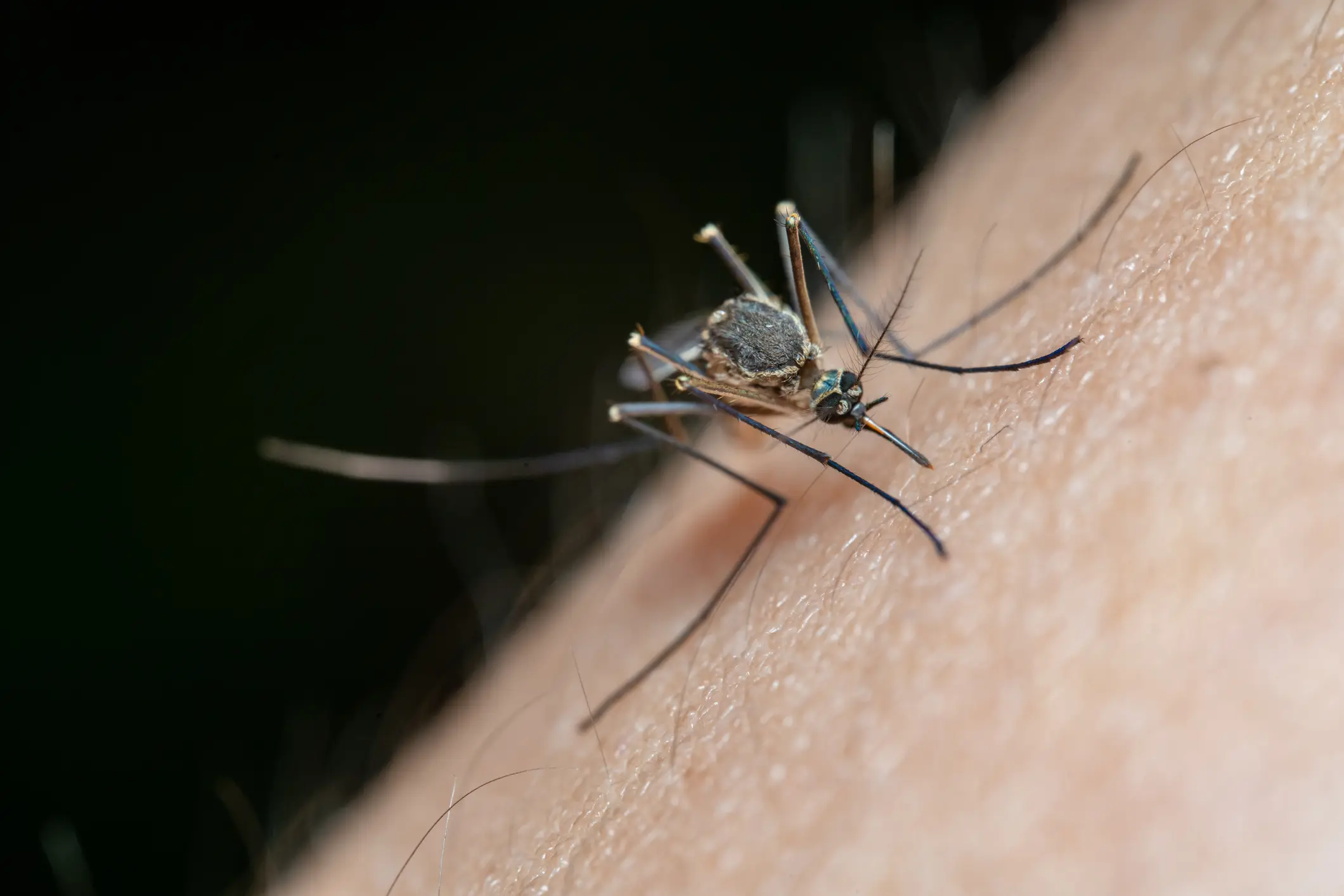 Chikungunya virus is mosquito-borne (rias pratiwi / 500px / Getty Images)