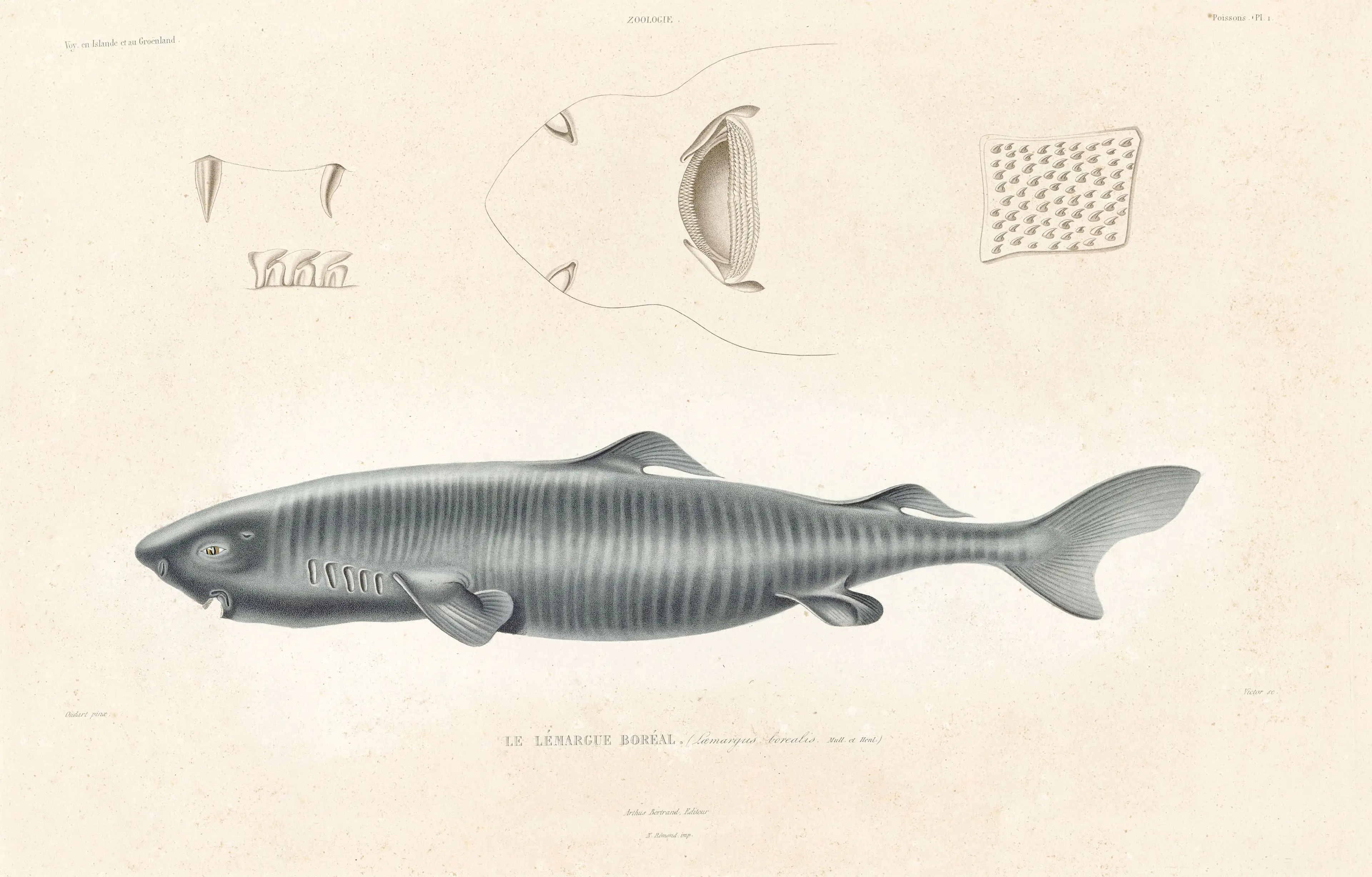Greenland sharks can live up to hundreds of years (Photo12/Universal Images Group via Getty Images)