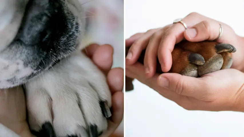 Emilija Manevska/Carol Yepes/Getty Images