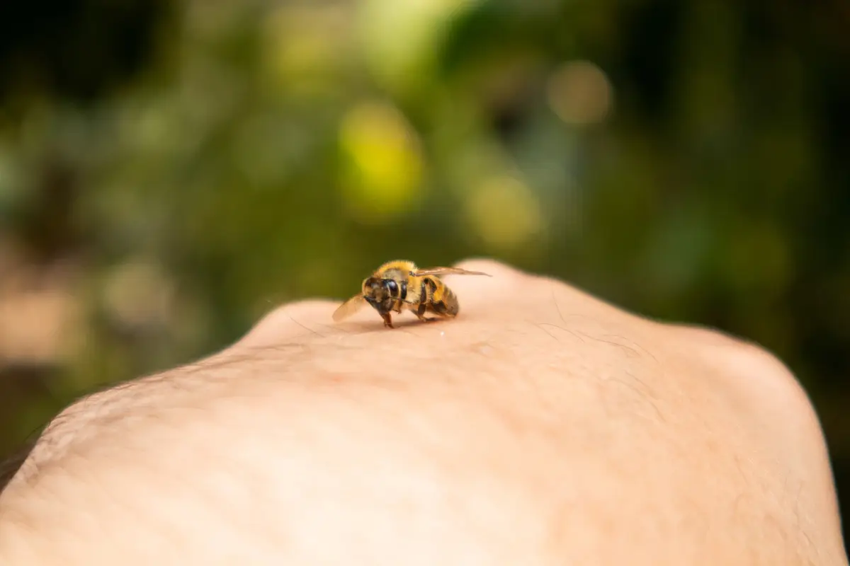 With the weather heating up, we're seeing a 'surge' in people seeking an advice on how to deal with bee or wasp stings. (Aekprachaya Ayuyuen / Getty Images)