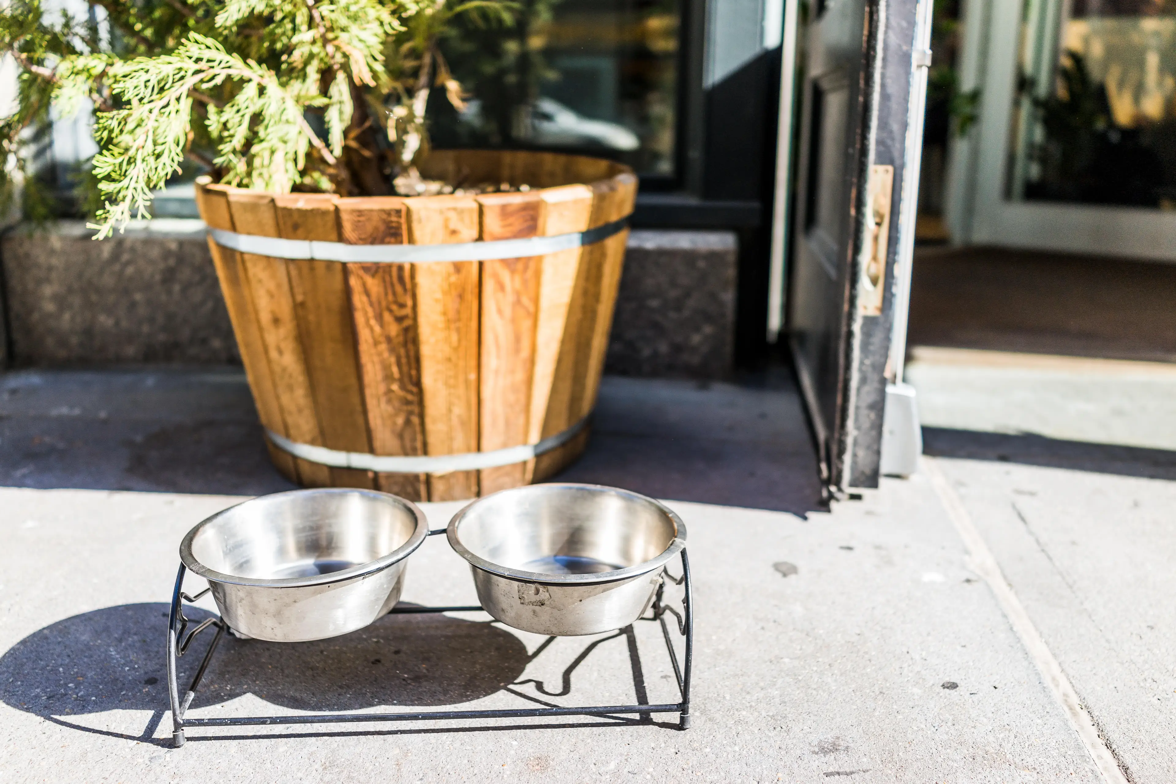 Make sure your dog always has access to fresh water.