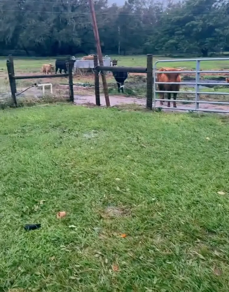 The farmer provided an update (TikTok/@oursimplehomestead)