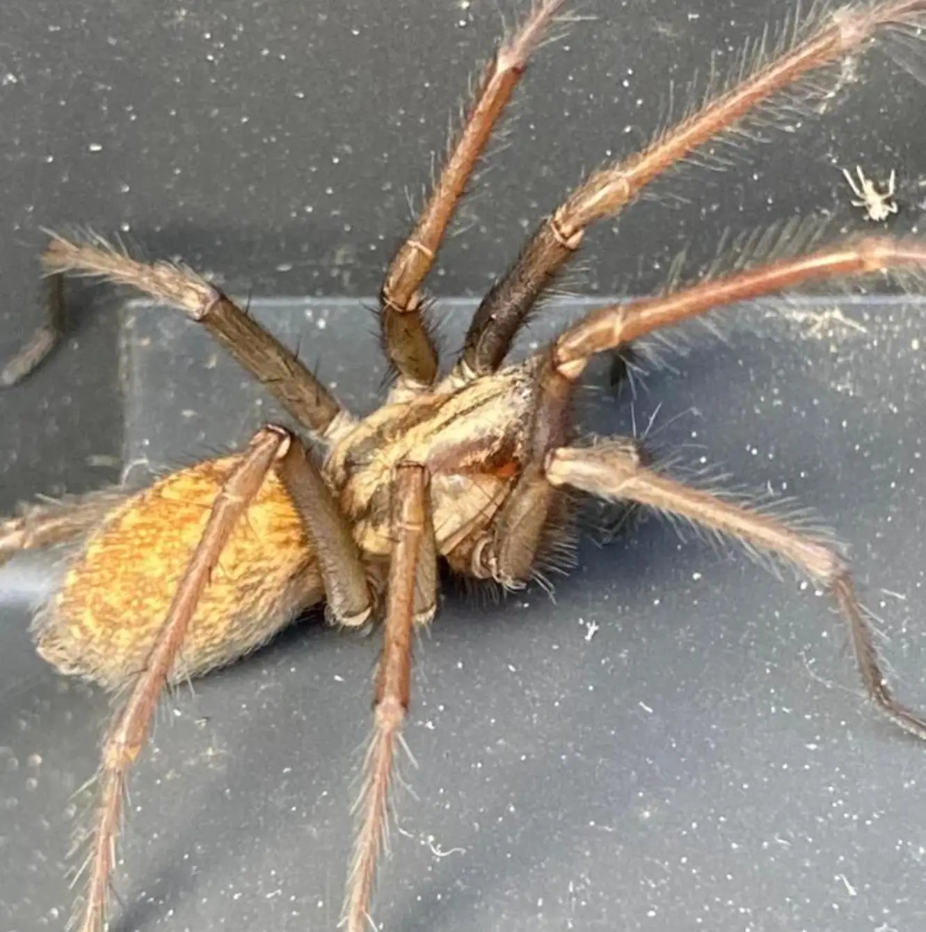 Dave and Shirley shared a picture of the spider online. (