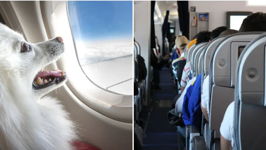 Ryan Jello/Cristobol Alvardo Minic/Getty Images