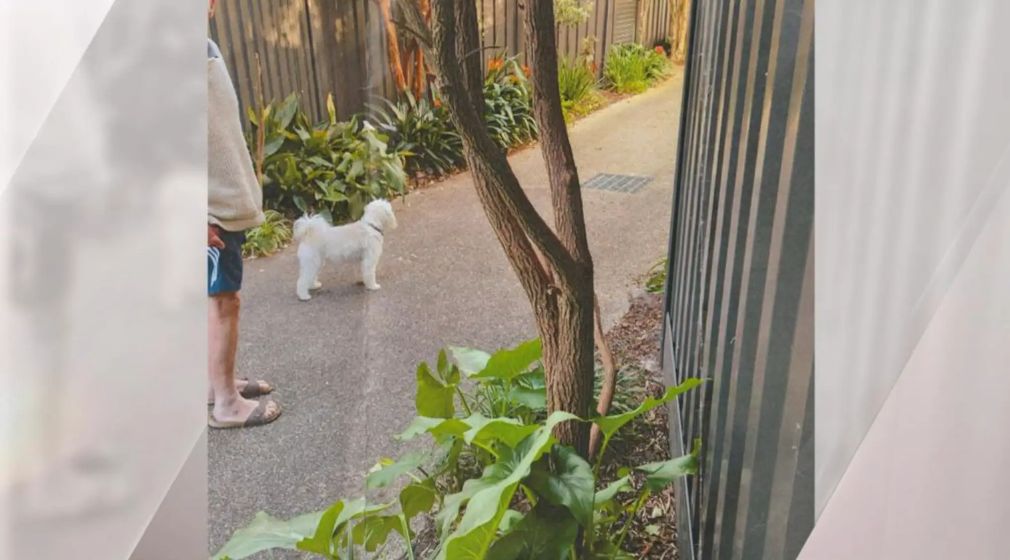 Judy Murphy, 79, has been fined £150 after letting her dog off his lead on her own driveway.