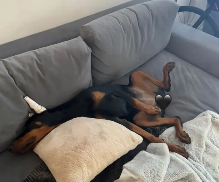 The Doberman pinscher is safe with her mum.