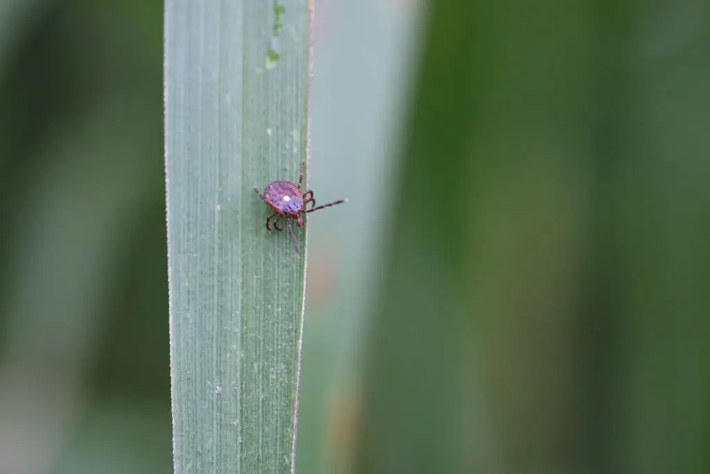AGS is linked to bites from the lone star tick (IMAGE POINT FR/NIH/NIAID/BSIP //Universal Images Group via Getty Images)