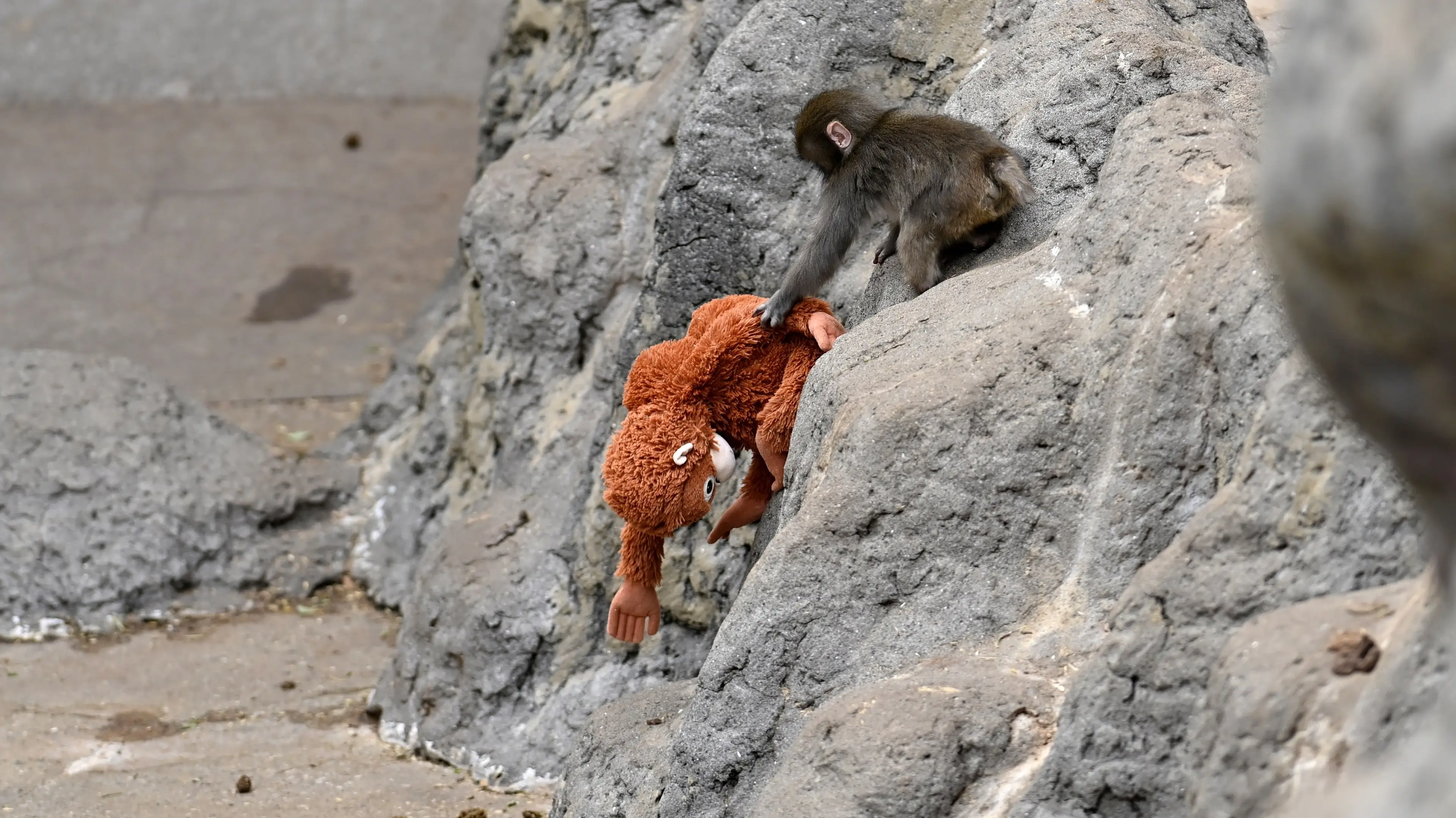 David Mareuil/Anadolu via Getty Images