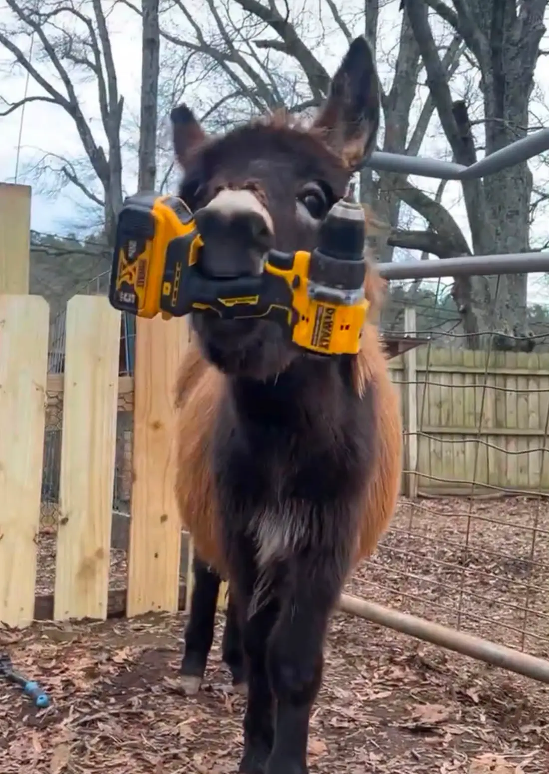 The family insist their donkey wasn't aggressive after the officers involved claim HeeHaw was a 'danger' to them (Facebook/Elsberry Riding and Farm)