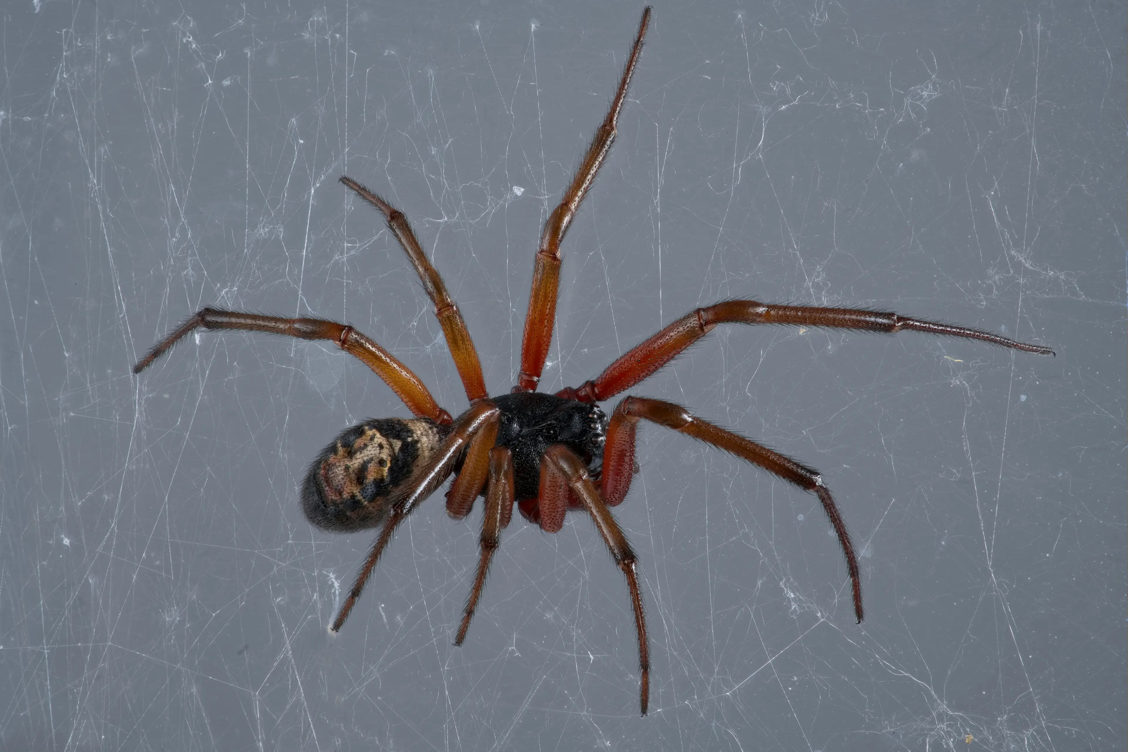 While false widow bites may not be dangerous, they can be painful (ProteanVisuals/Getty Images)