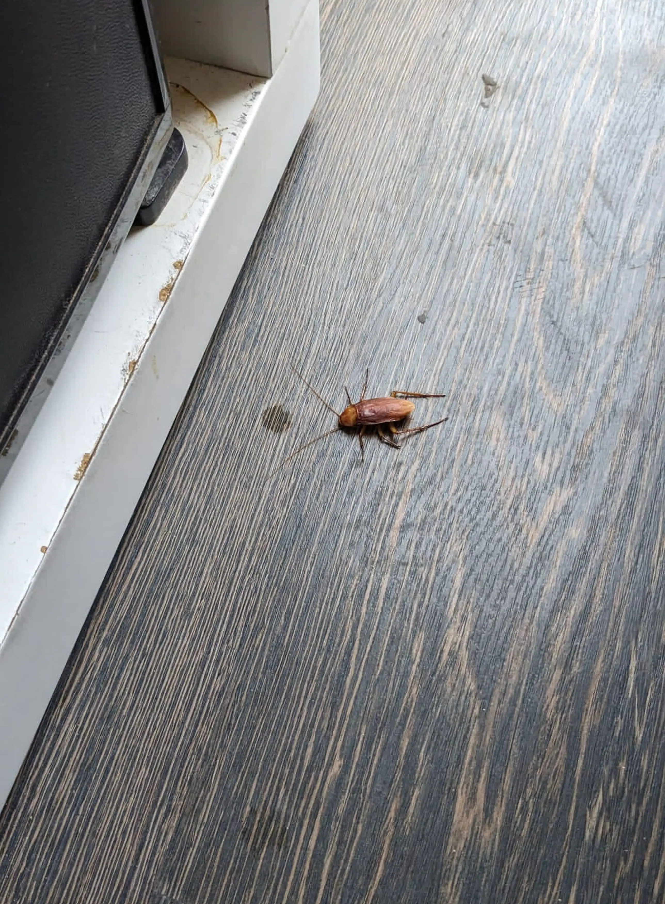 Sadly, their trip was cut short when the group discovered the hotel was 'infested' with 'thousands' of cockroaches and ants.