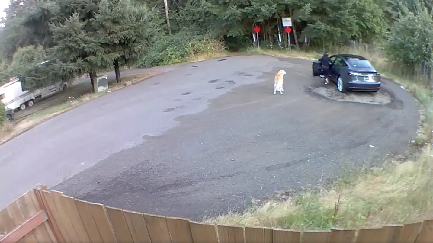 The dog can be seen on the roadside.