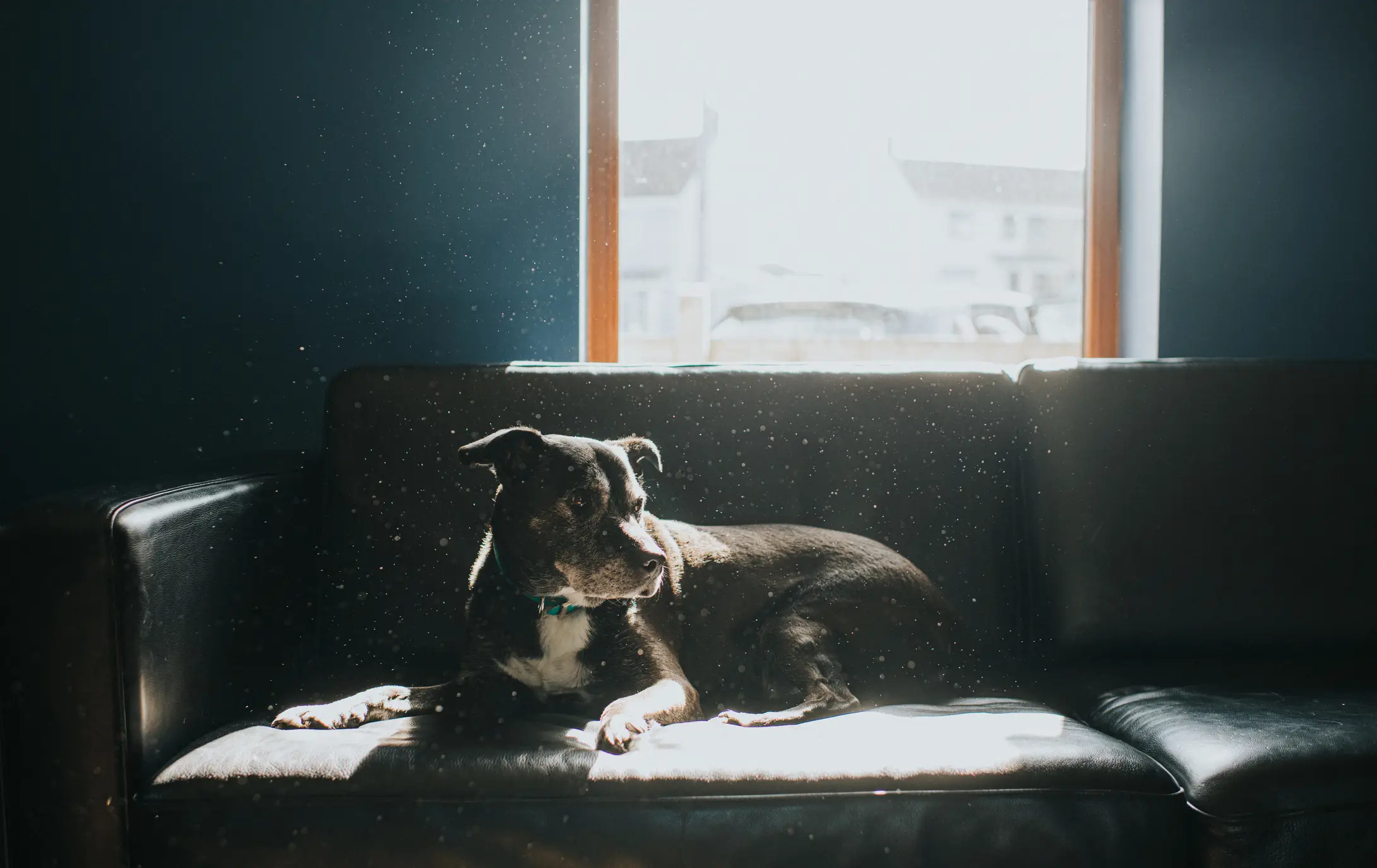 It could be best to keep your dog indoors. (Getty Stock Image)