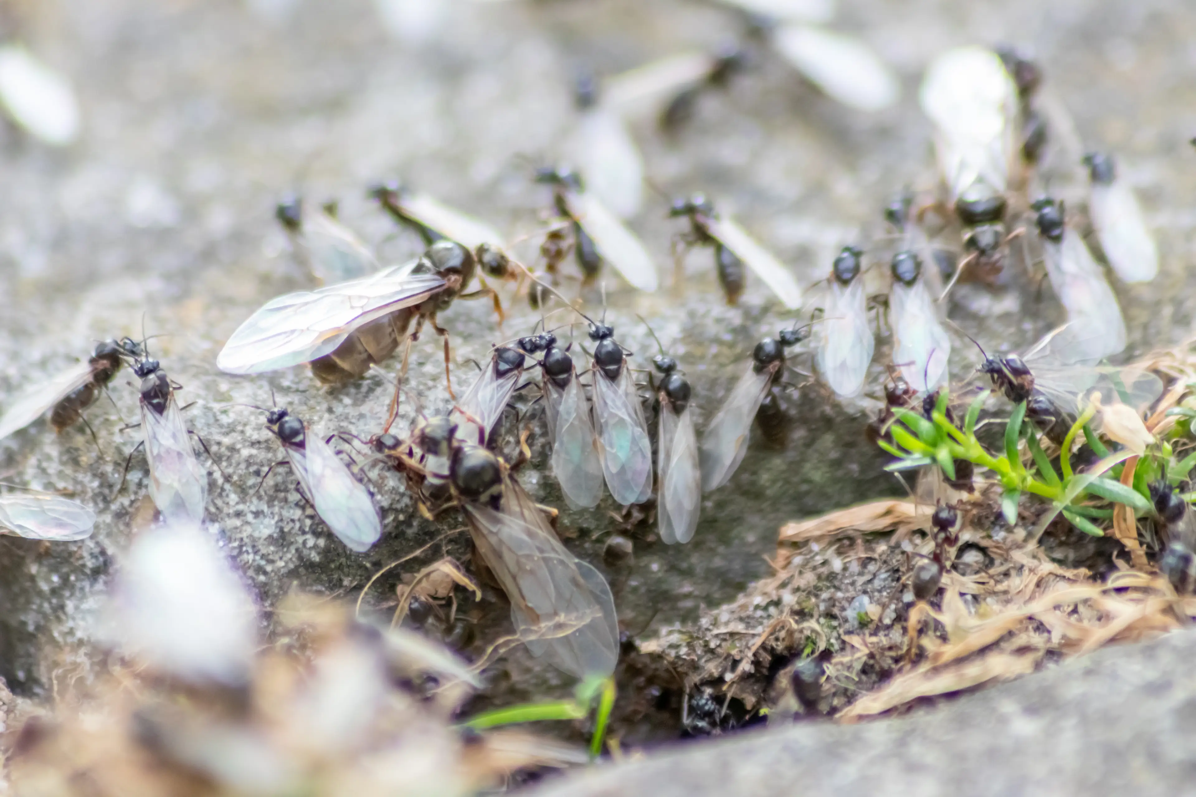 Male flying ants die once mating is complete (Getty Stock Image)
