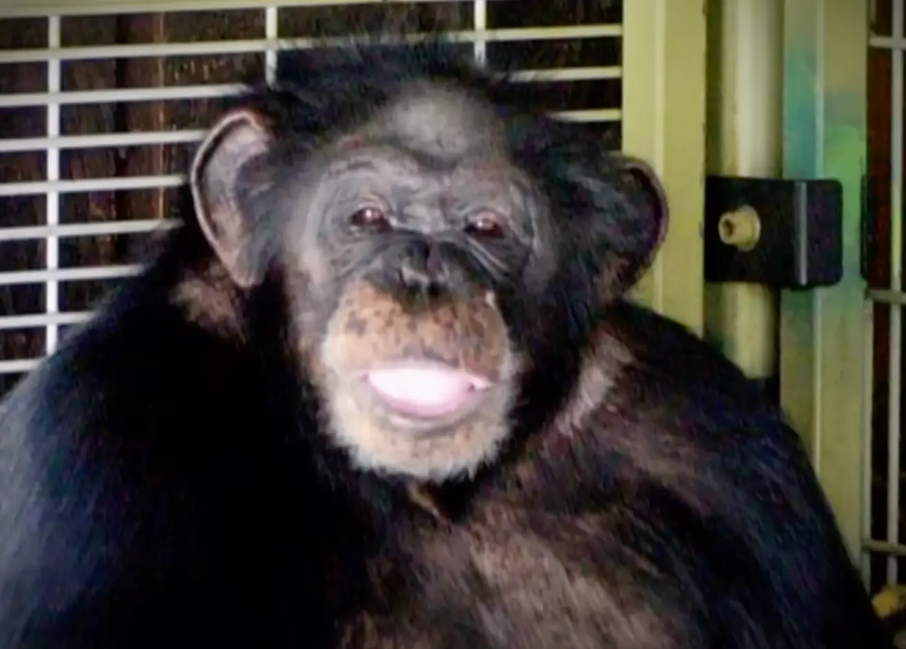 The chimpanzee was shot by the police who arrived at the terrifying scene (60 Minutes)