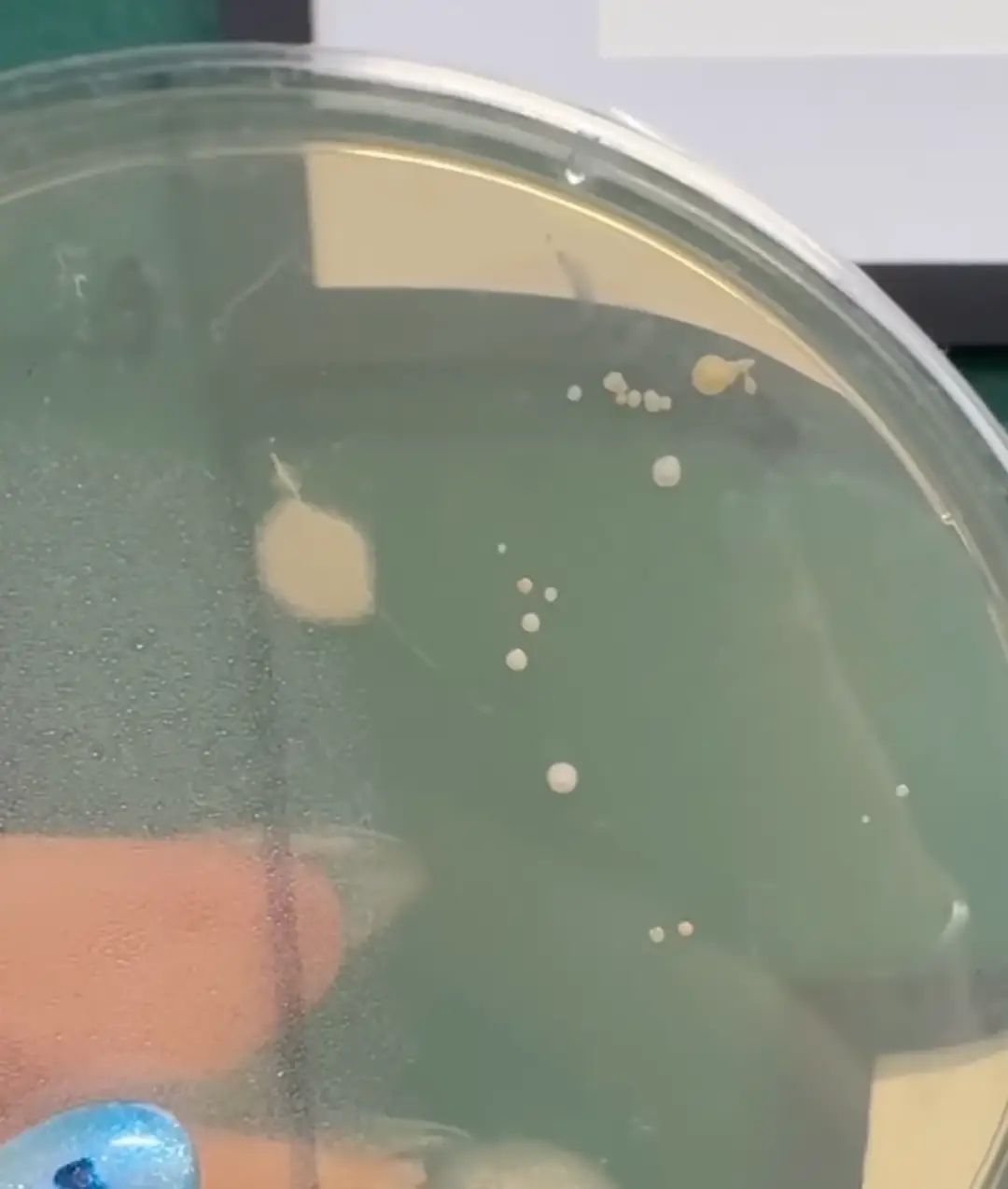 The scientist advised never eating food off the floor (Instagram/@museumofscience/@alex.dainis)