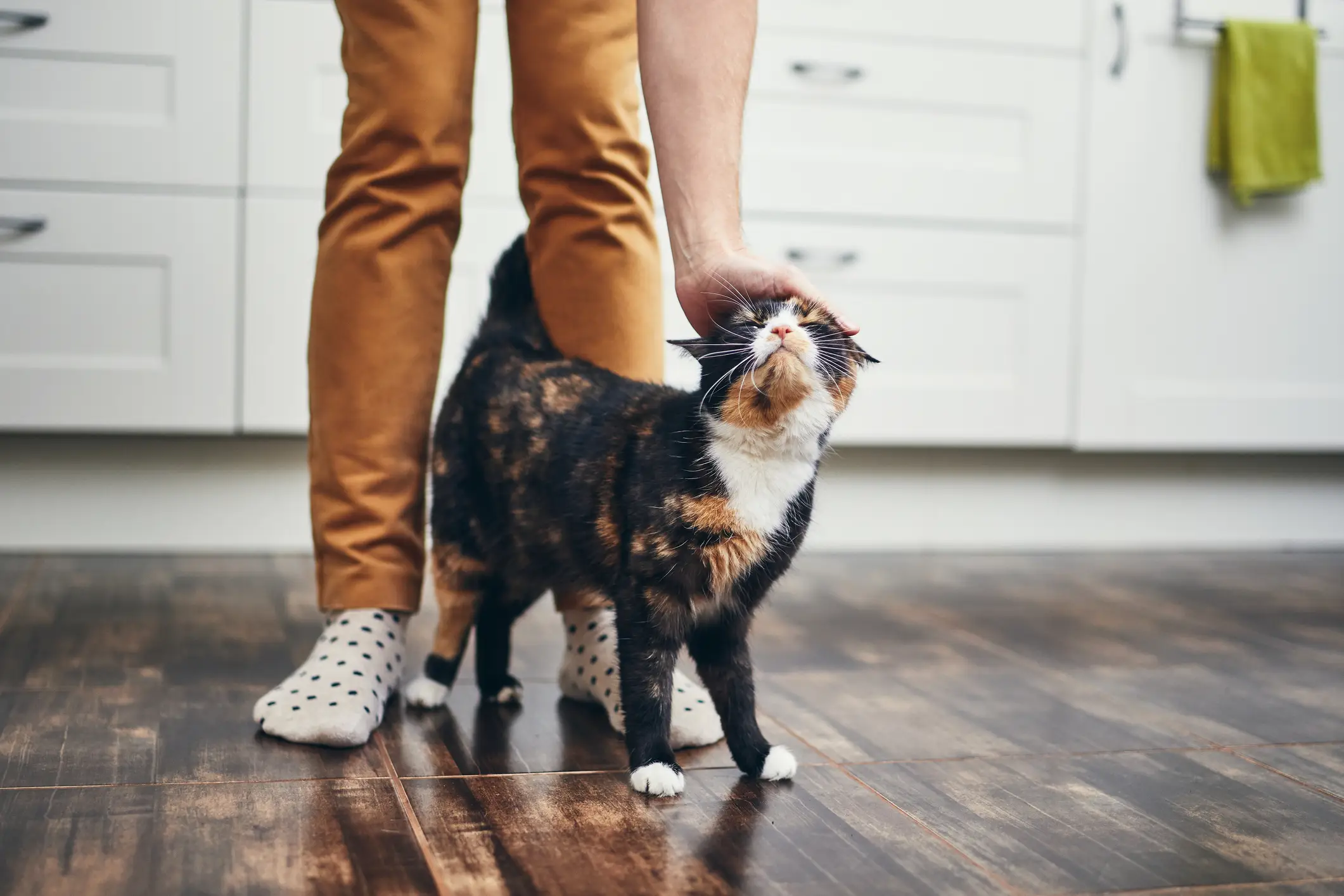 Dogs and cats may experience confusion and anxiety (Getty Stock Image)