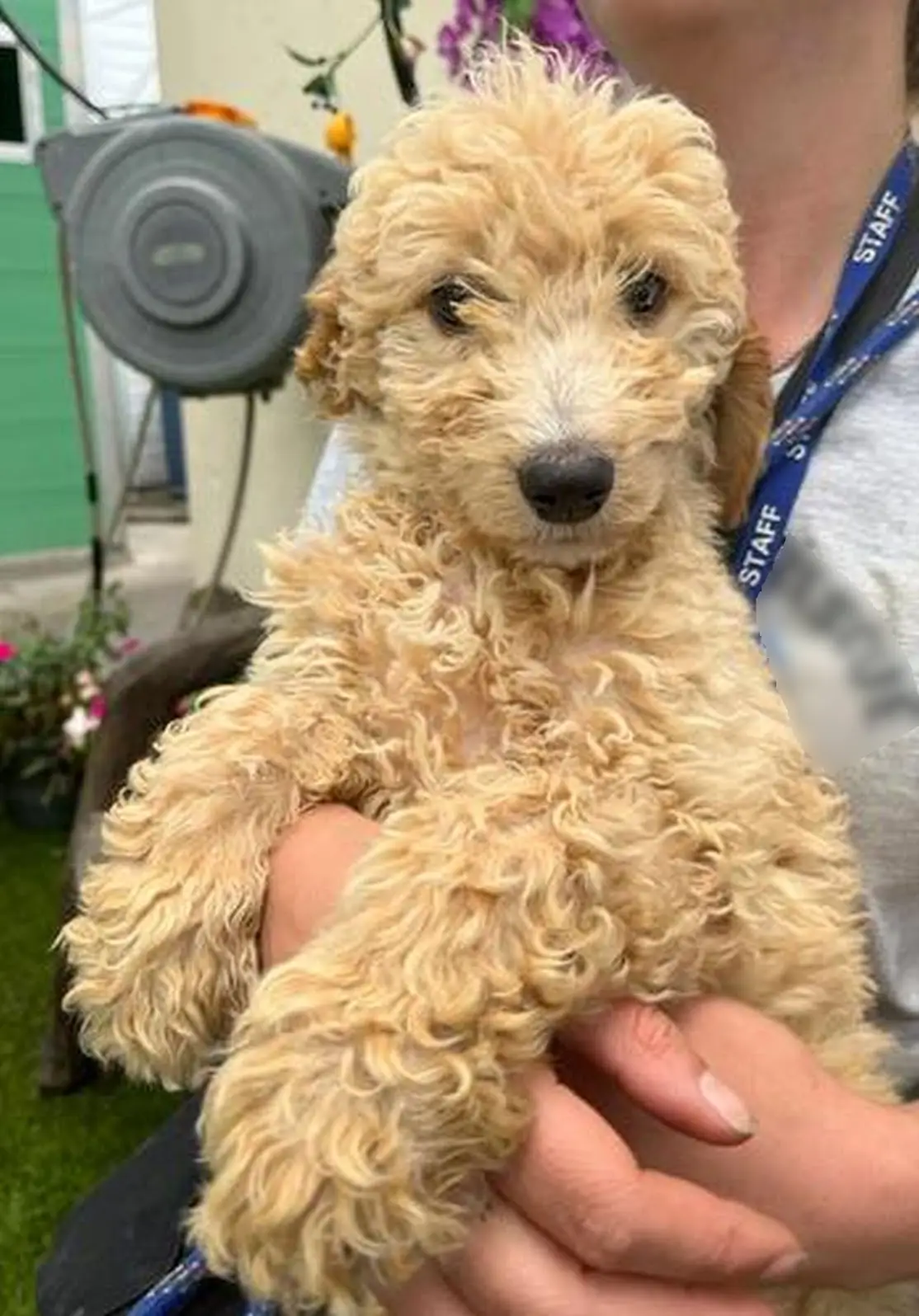 Bobby was a tiny puppy (Kennedy News & Media)