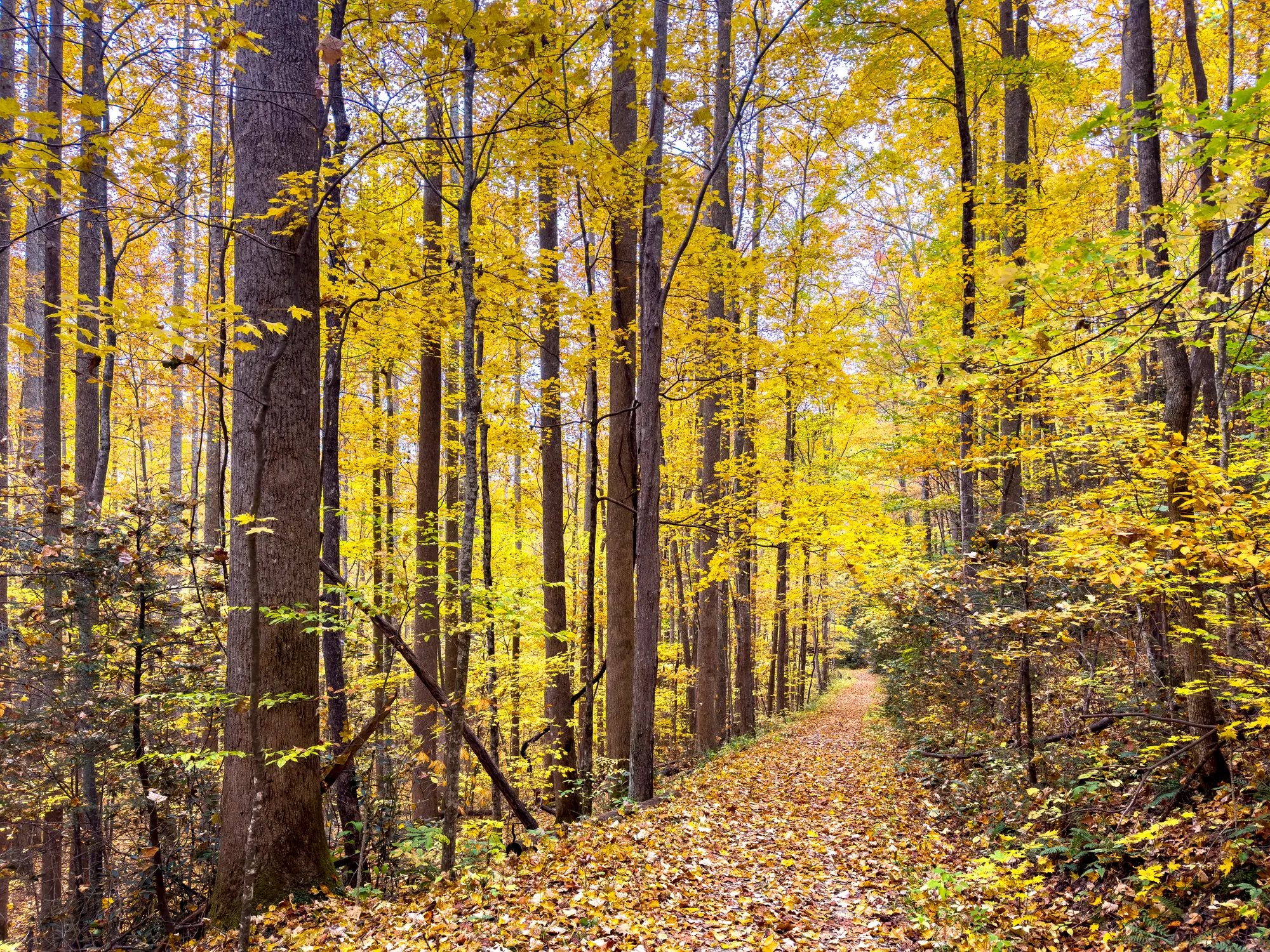 Walking through the woods is lovely but you should be aware of certain things. (Dan Reynolds Photography / Getty)
