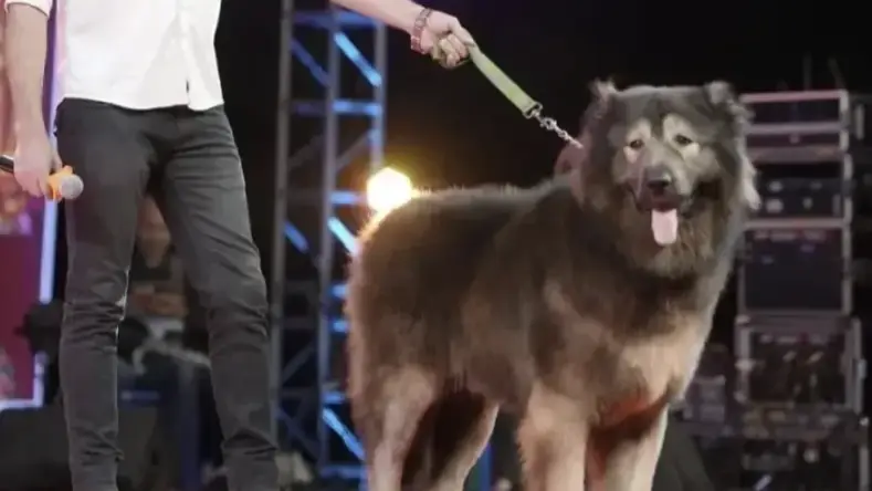 World’s most expensive dog costs more than $5 million and it’s a breed you’ve never heard of before