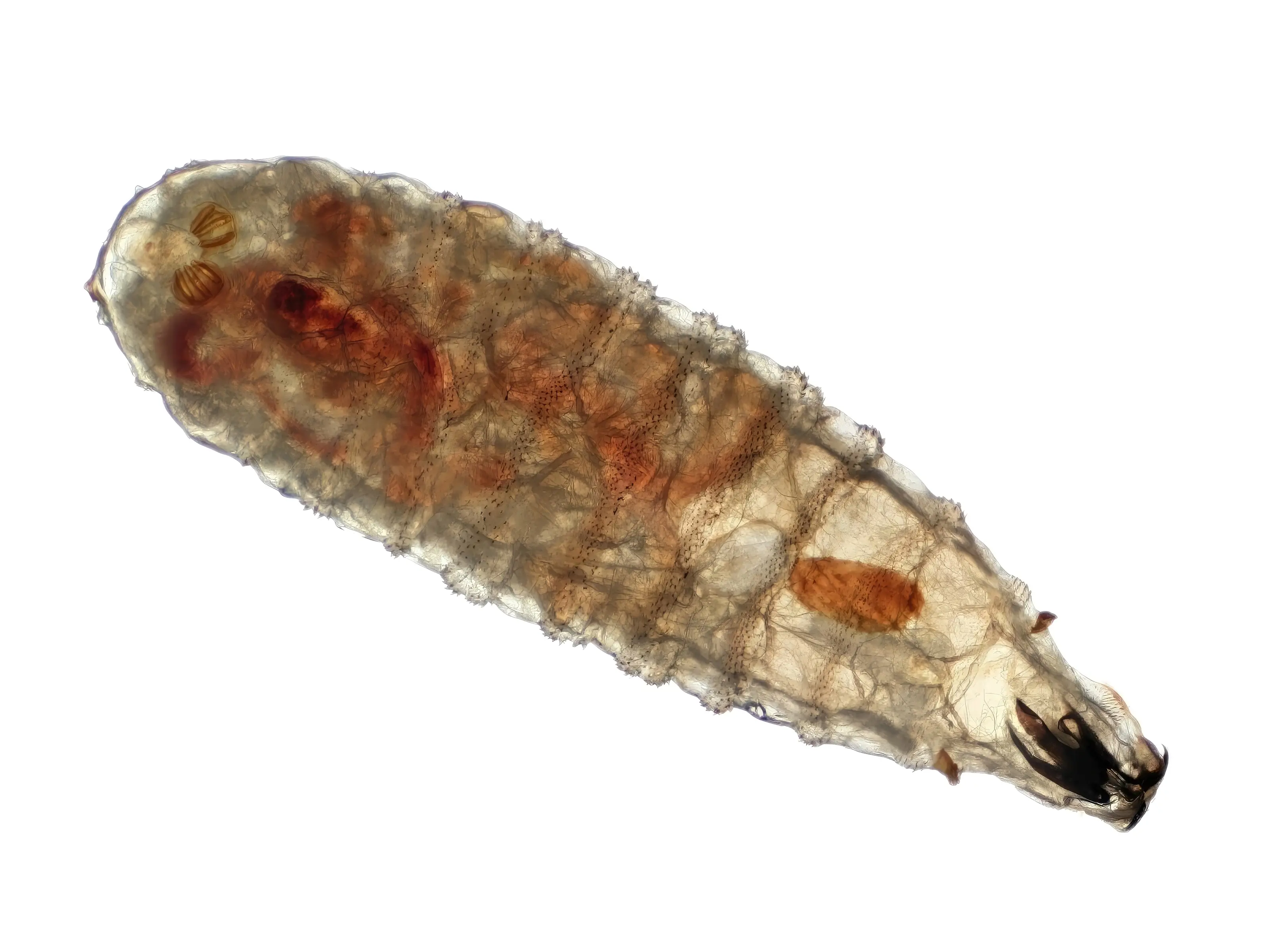 Symptoms that the larvae have infiltrated your livestock include head shaking and the smell of decay (Getty Stock Image)