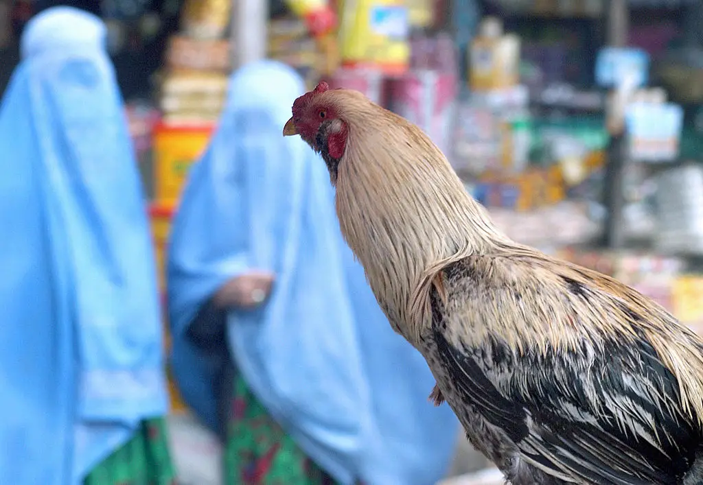 Men who abuse animals face a longer jail sentence than those who abuse women under the new regulation (SHAH MARAI / Stringer / Getty Images)