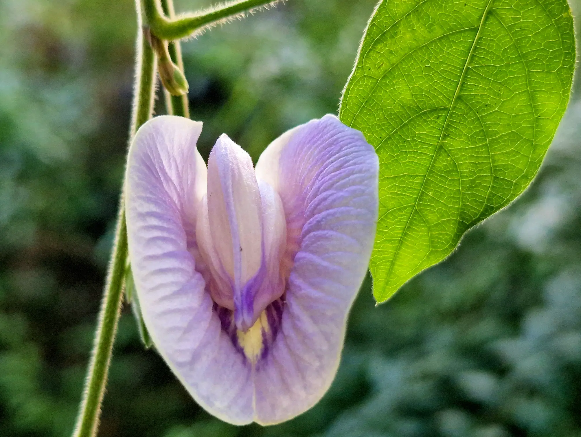 Labia surgeries are reportedly becoming increasingly common (Getty Stock Image)
