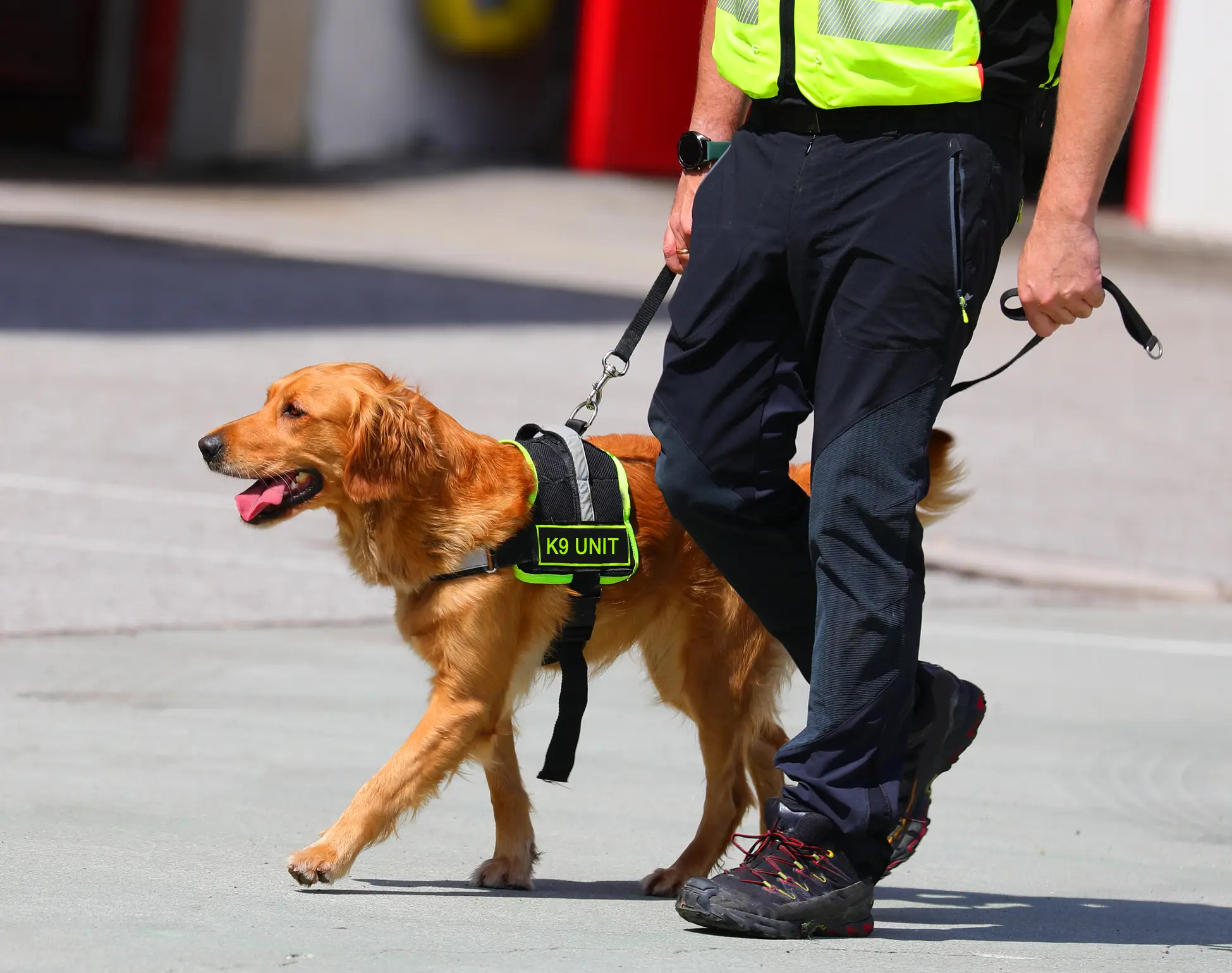 An intelligence officer was reportedly banned from seeing his service dog graduate (Getty Stock Image)