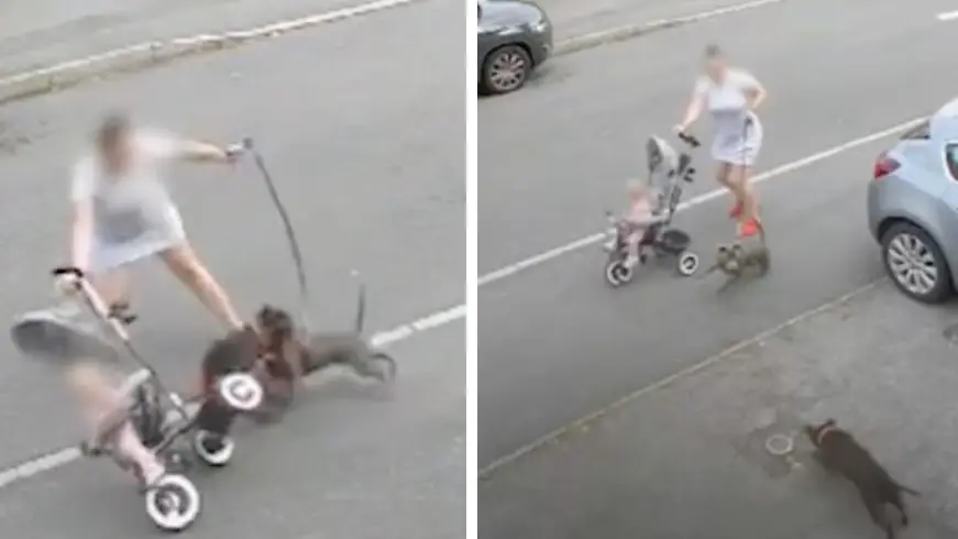 Mum forced to fight off Staffordshire bull terrier to protect her baby daughter