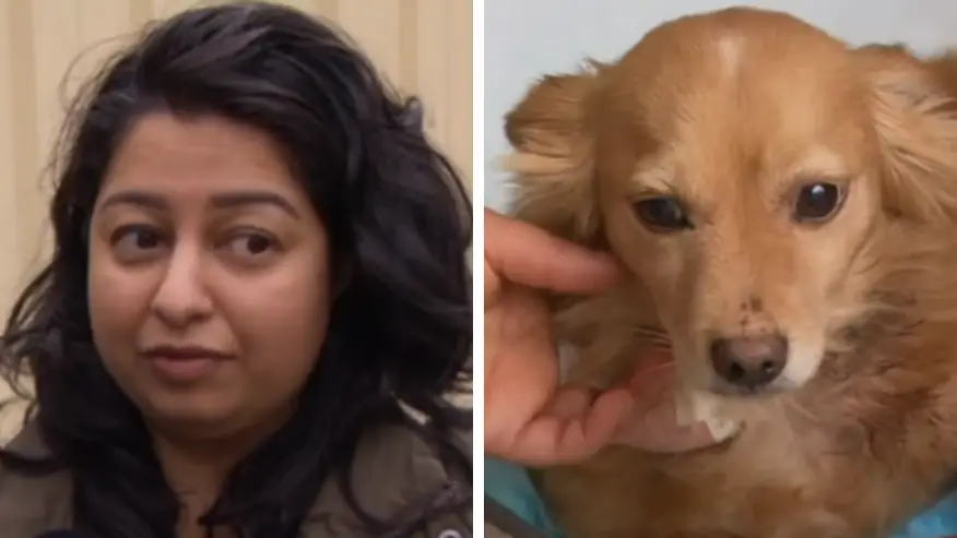 Mum 'thought she was going to die' when she was attacked by three dogs