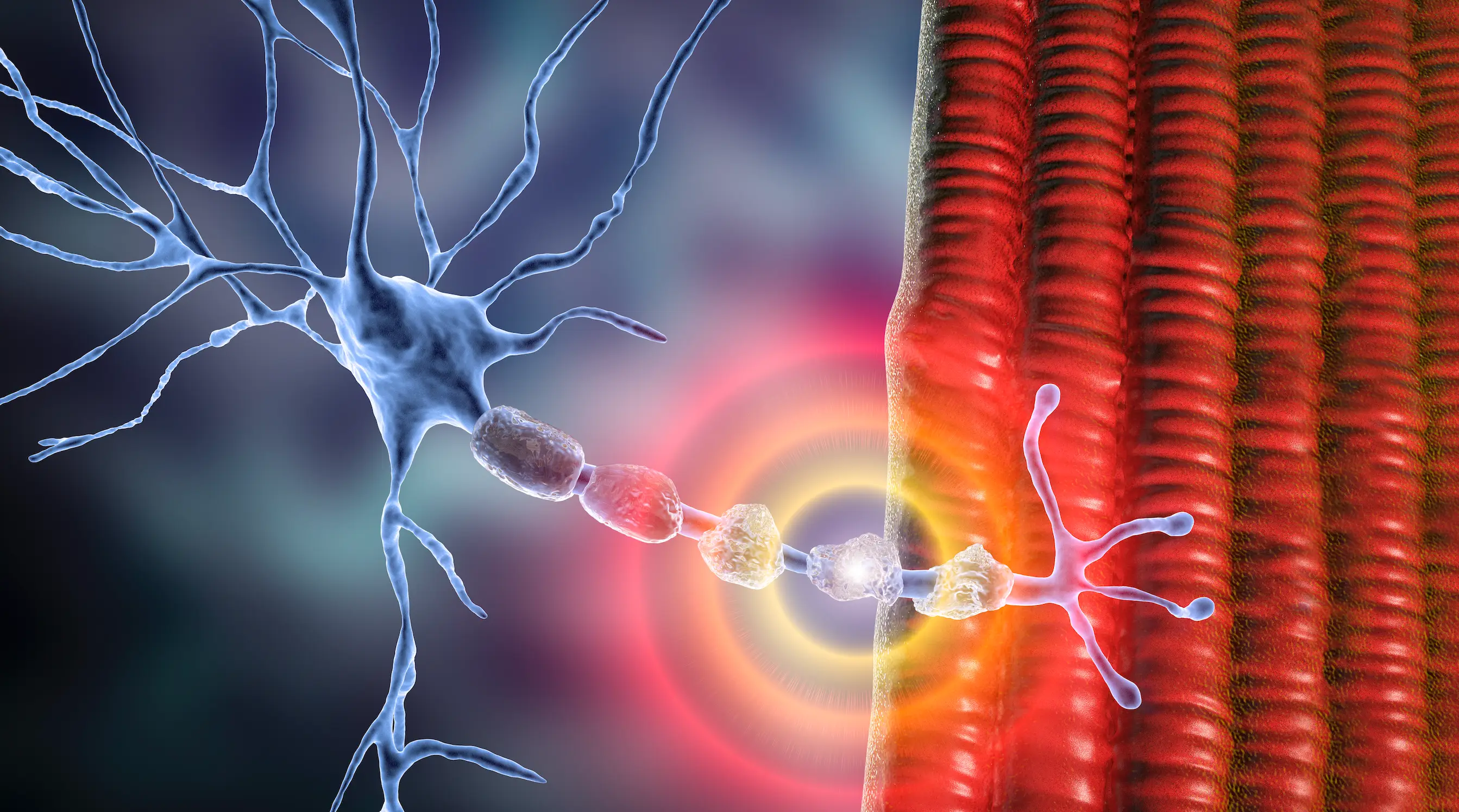 MS occurs as a result of the immune system attacking healthy parts of the body for an unknown reason (Getty Stock Image)