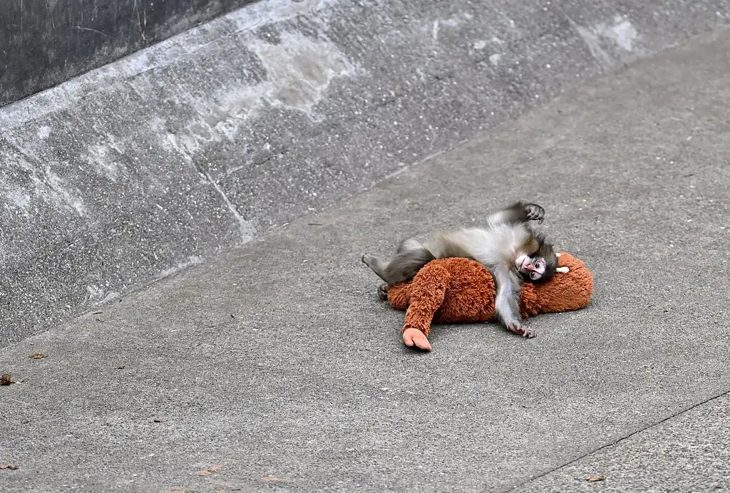 The zoo explained that providing a stuffed toy 'prevents excessive dependence on humans' (Anadolu / Contributor / Getty Images)