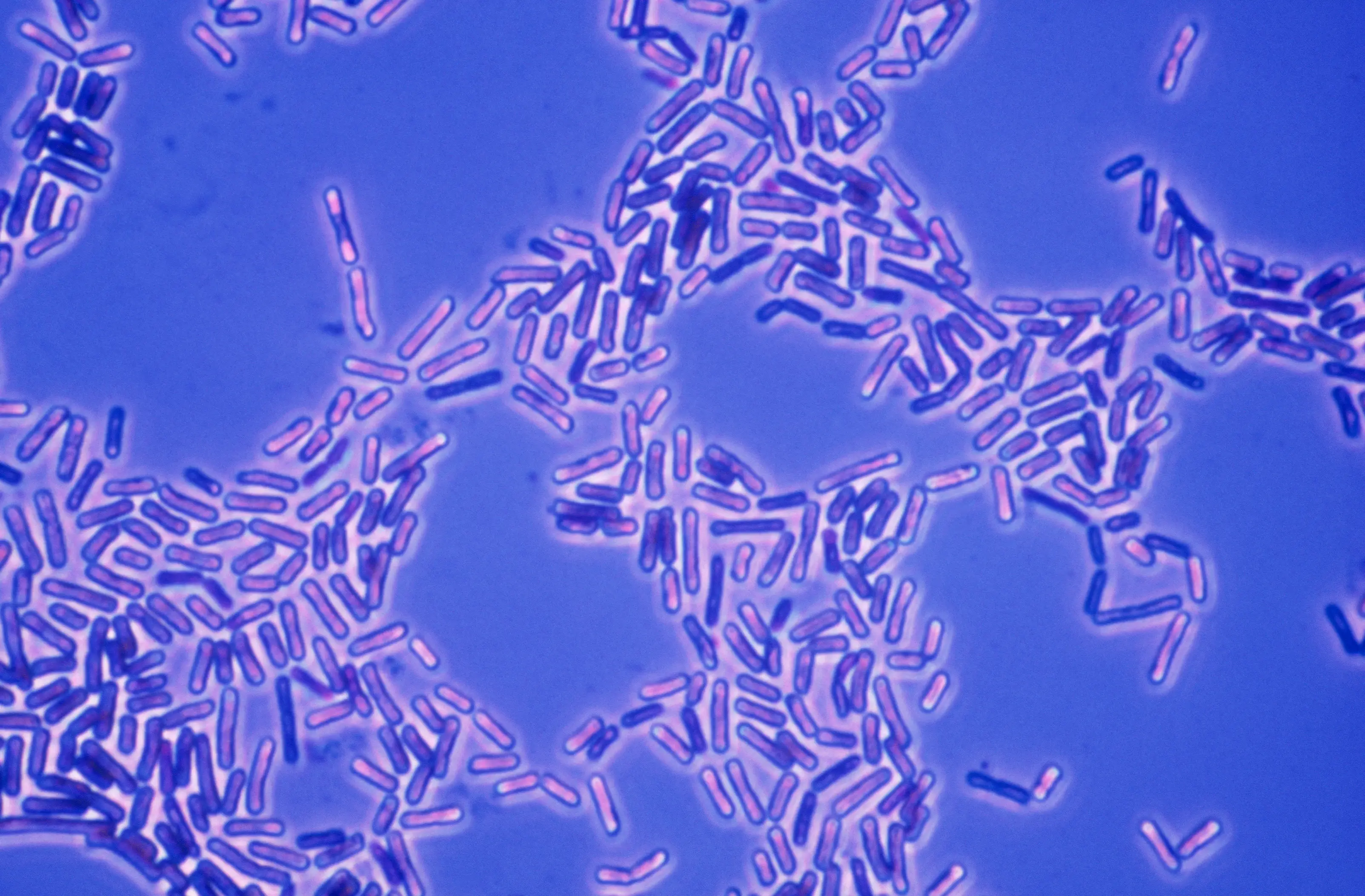 Ice trays can harbour a whole range of nasty bacteria. (Getty Stock Image)