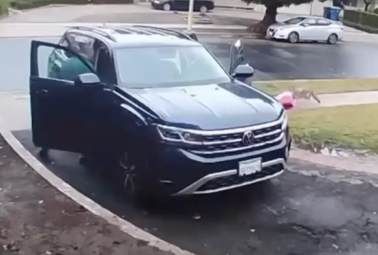 The animal attacked the toddler while Ariel was on the other side of the car.