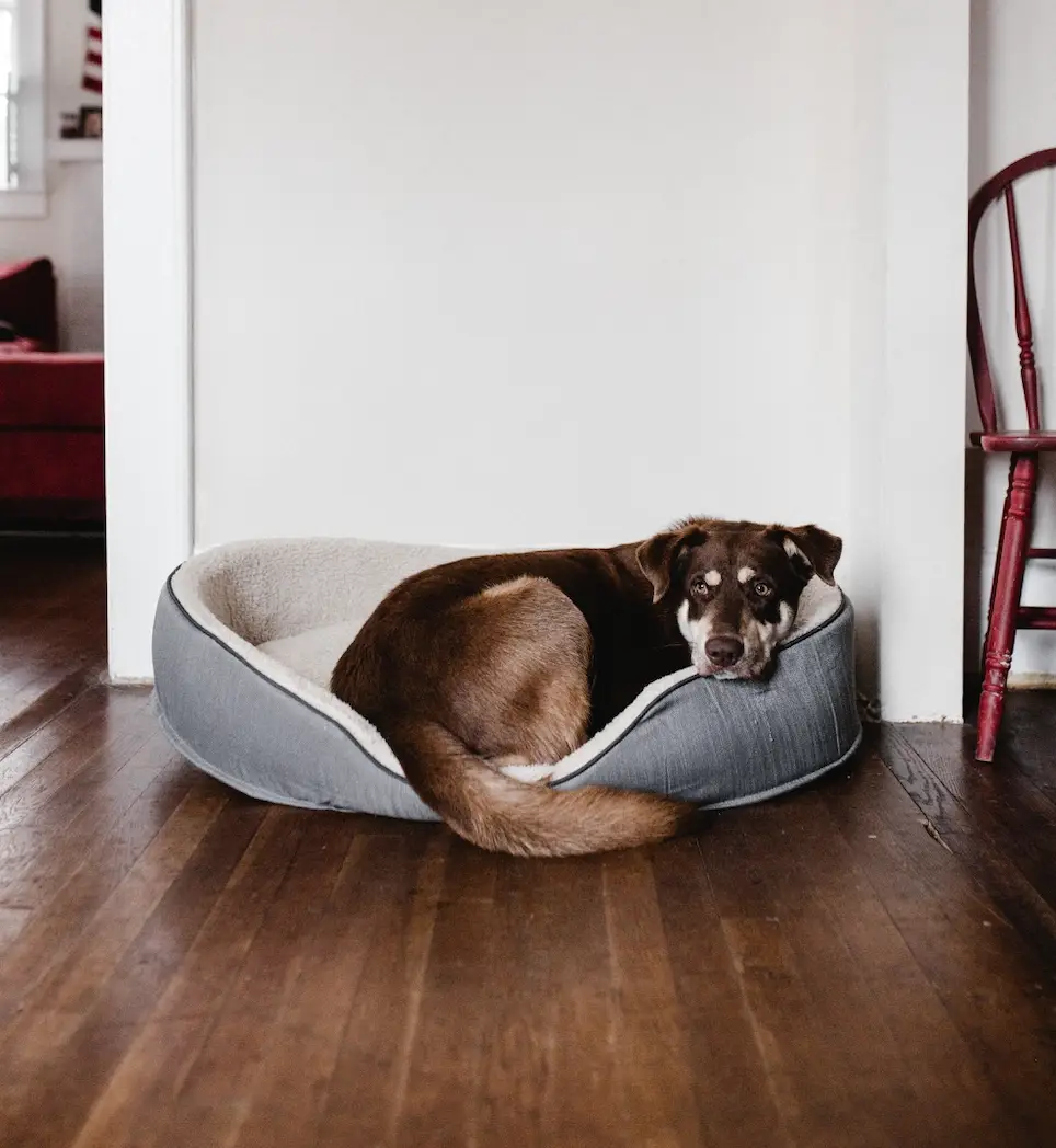 The dog tried to walk out to find his owner.