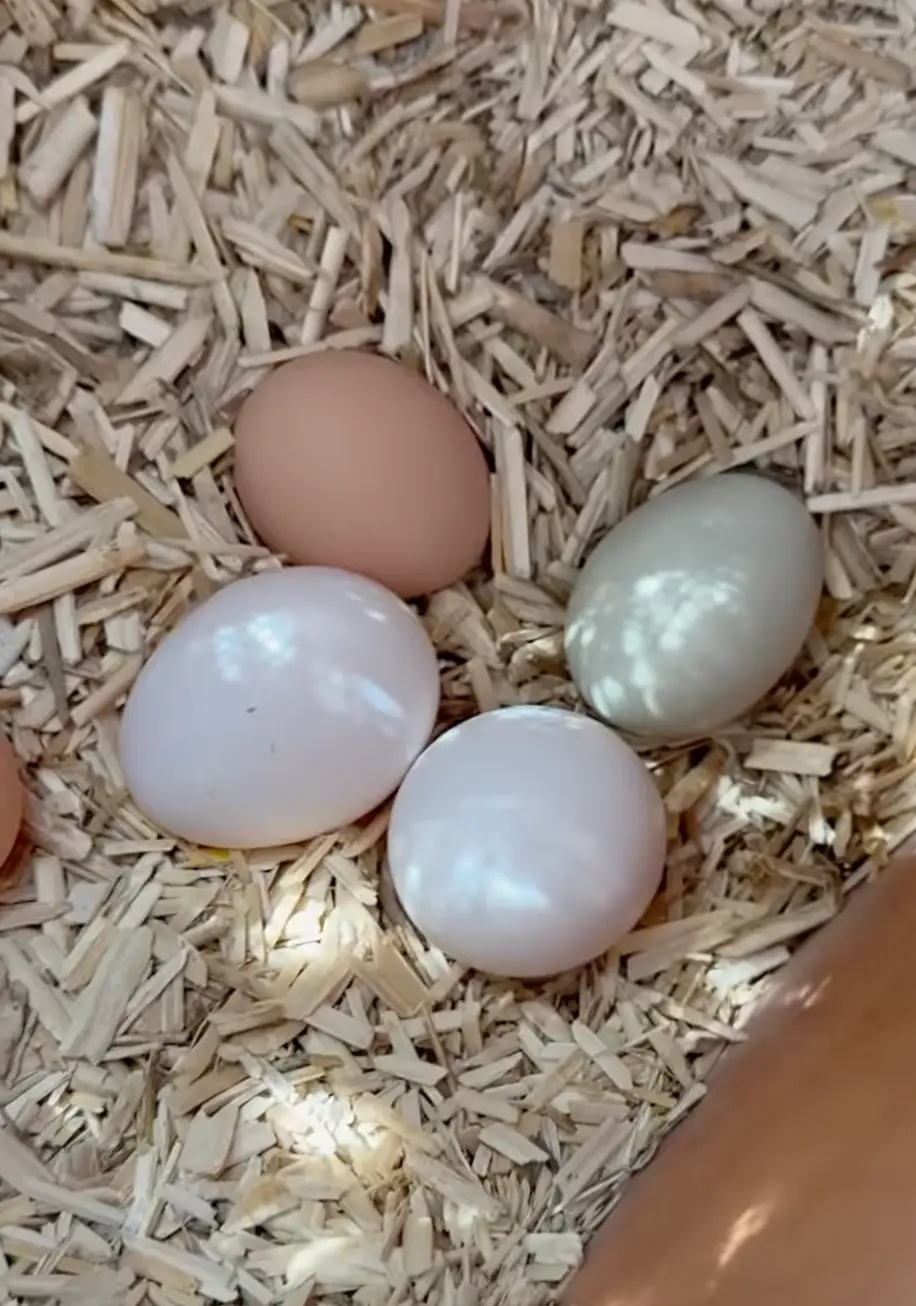 Fans were quick to point out that the chicken eggs seen in Meghan's Instagram clip looked very normal (Instagram/@meghan)
