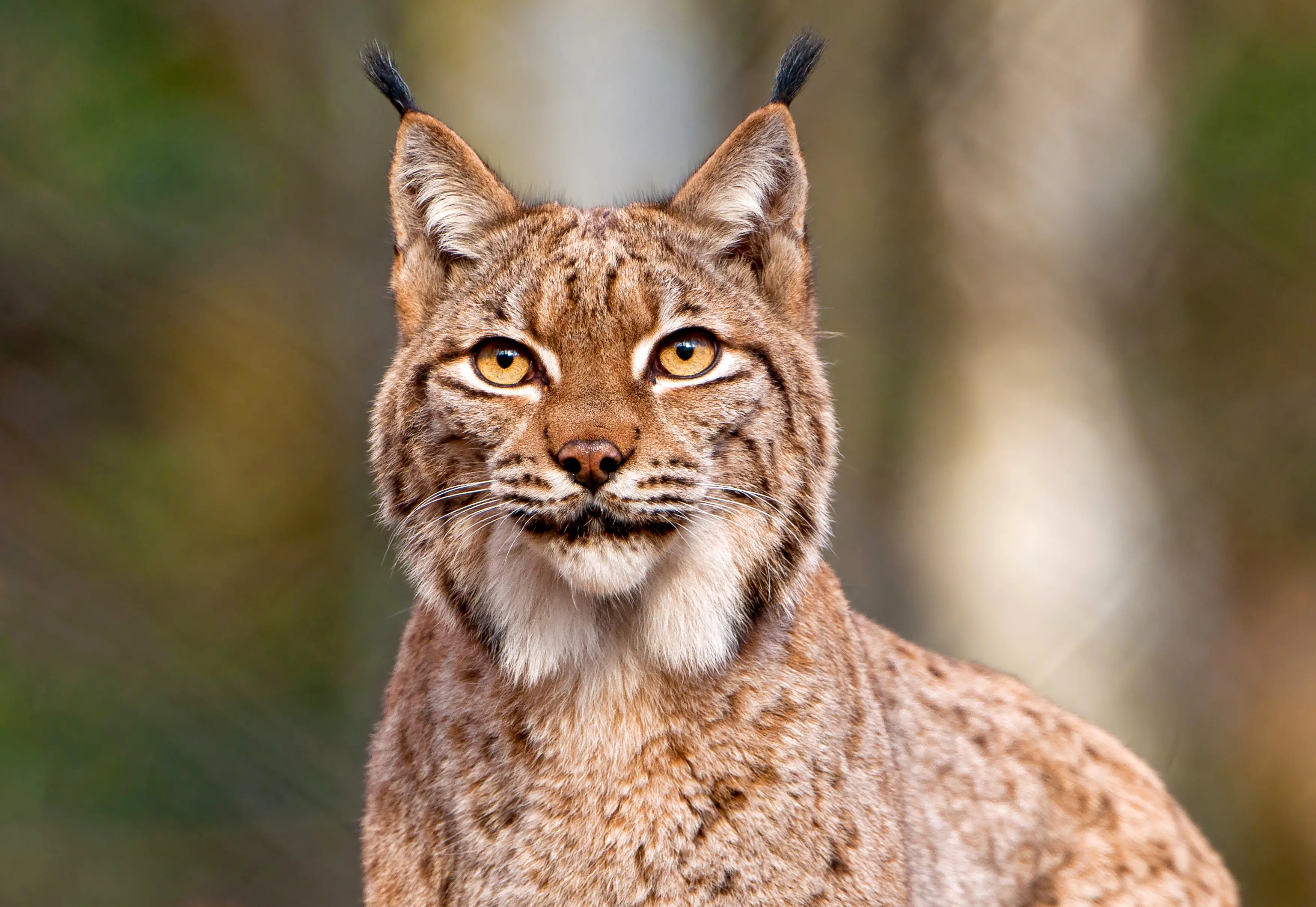 The zoo says the European lynx needs whole prey that resembles what it would naturally hunt in the wild (Getty Stock Image)