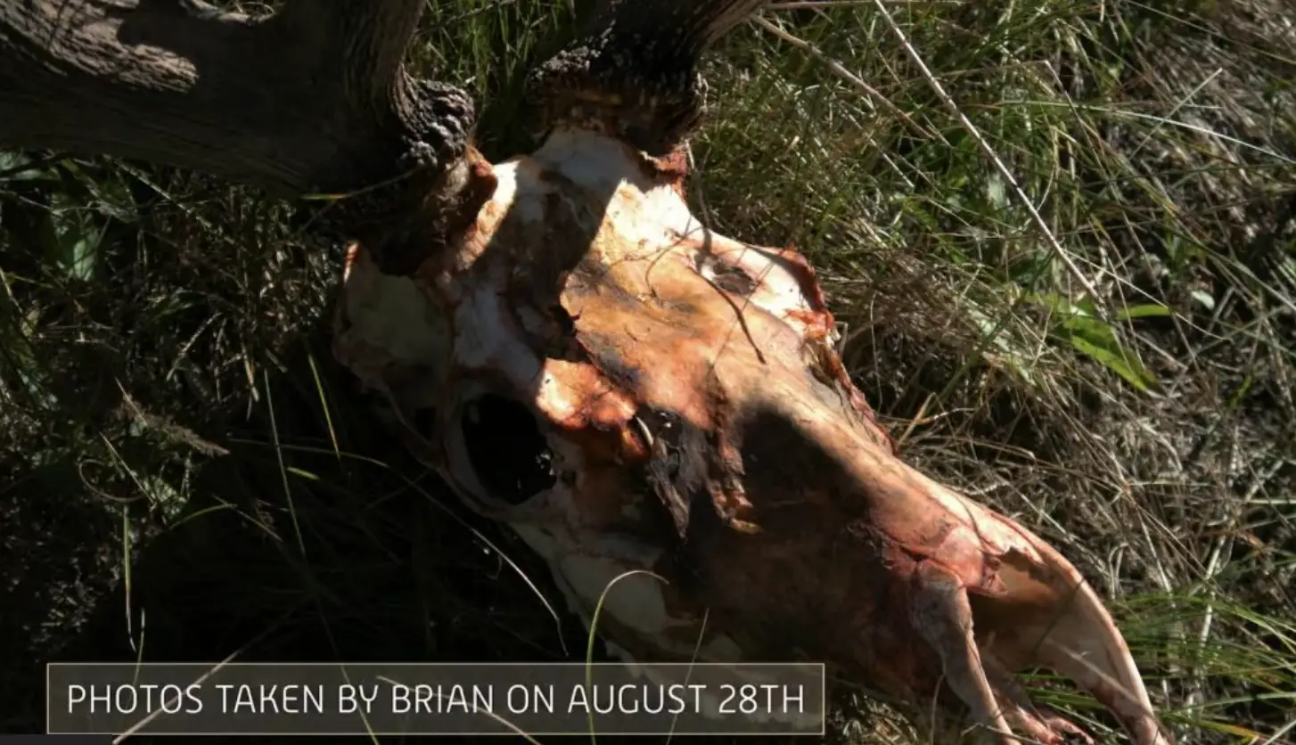 Brian took several photos of bones after killing Gabby (Netflix)