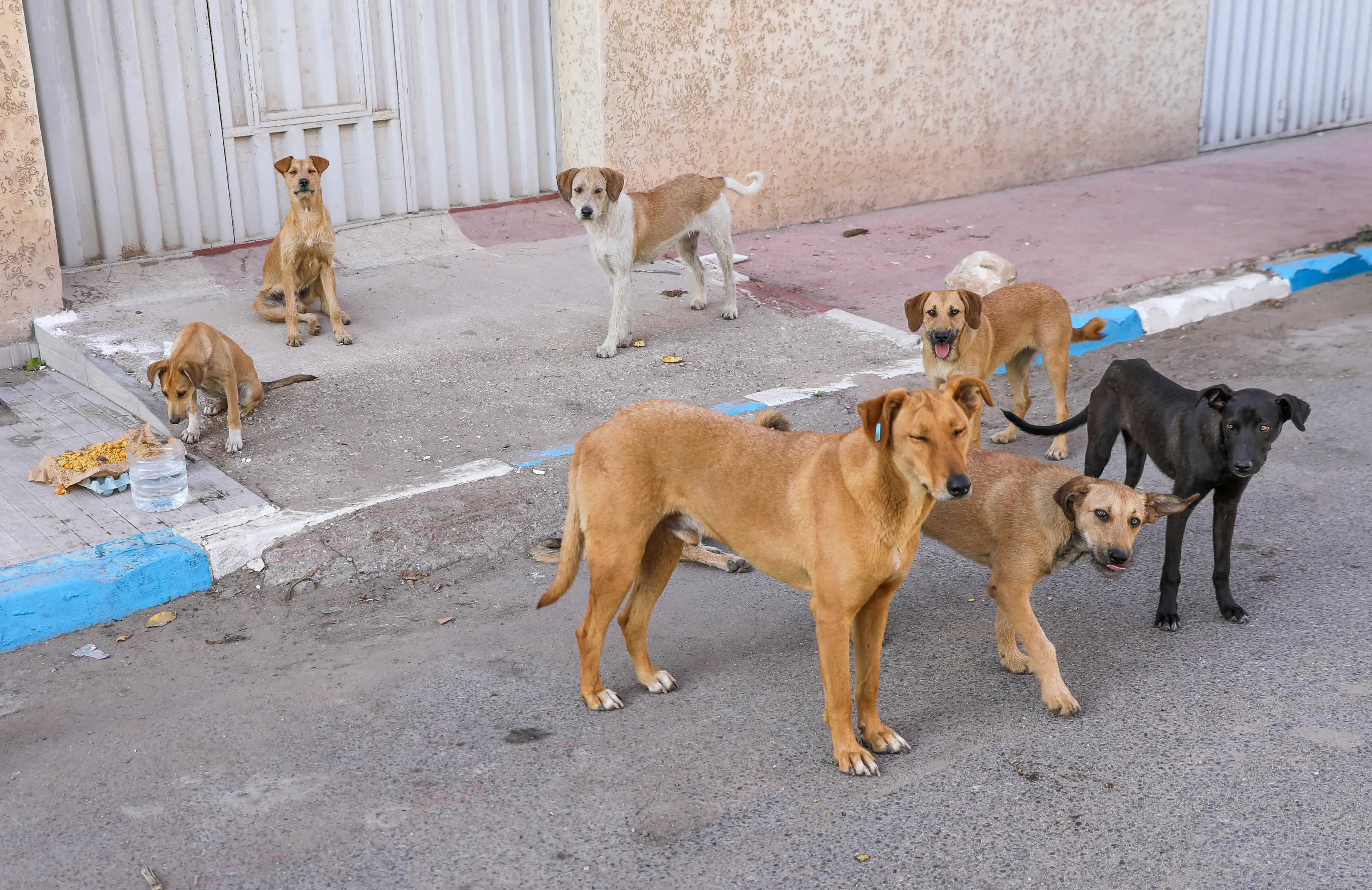 Morocco is allegedly culling its strays (Getty Stock Images)