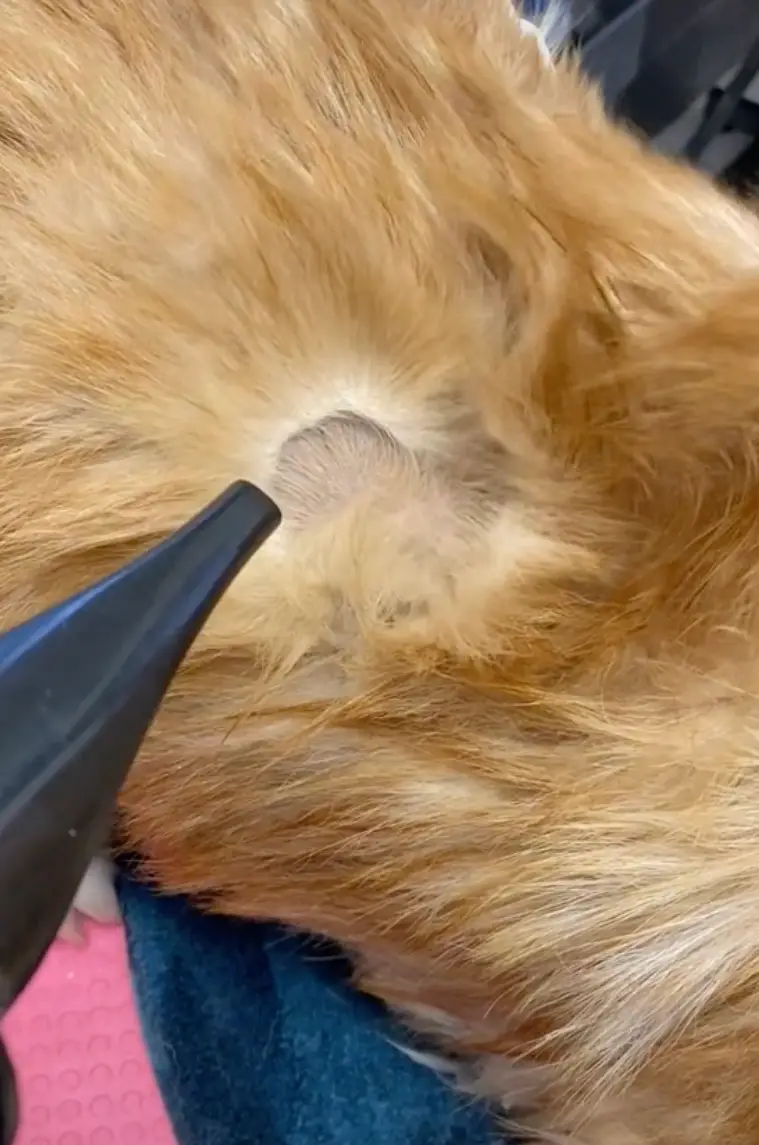 Did you know that this is what an undercoat looked like? (