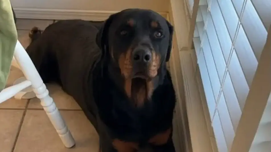 Facebook/We Rate Dogs