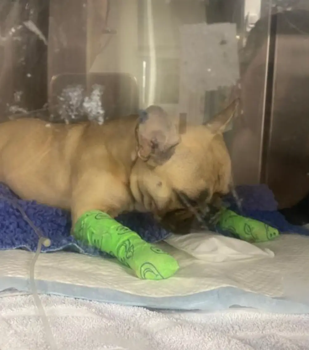 Knox was bitten by a snake.