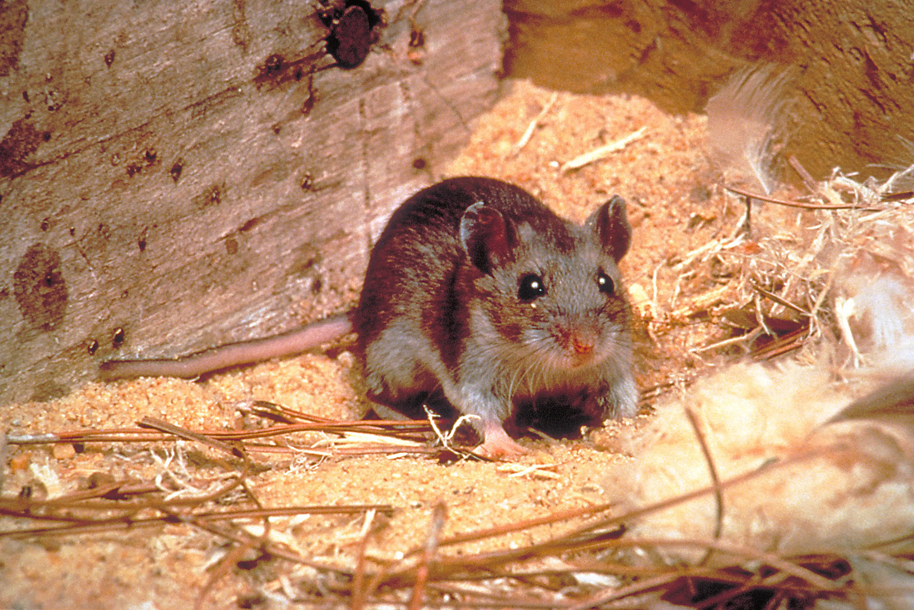 While most hantaviruses are only transmitted via rodents, the Andes strain can pass from person to person (Smith Collection/Gado/Getty Images)